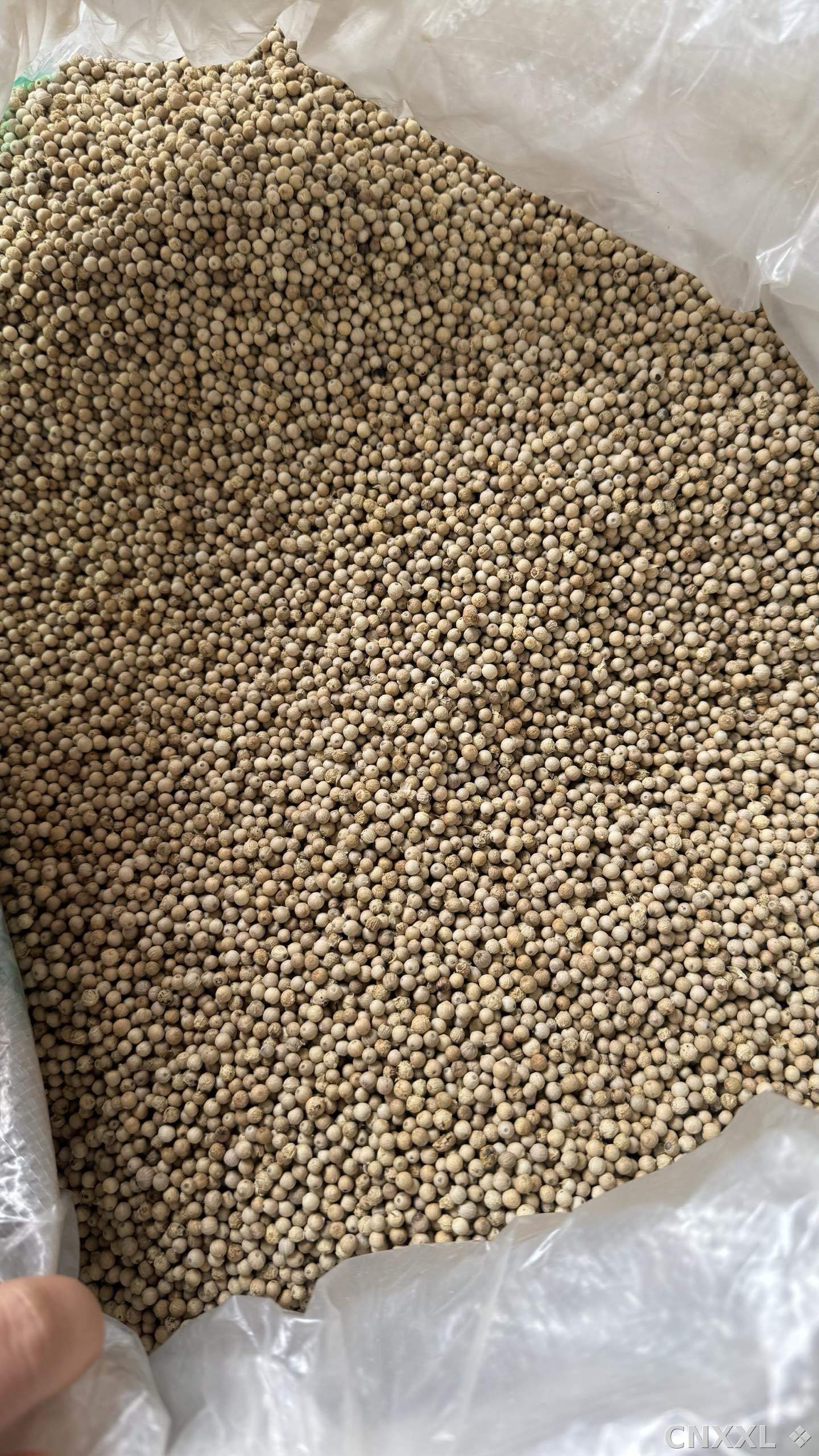 spice_8434_18385333_3.jpg