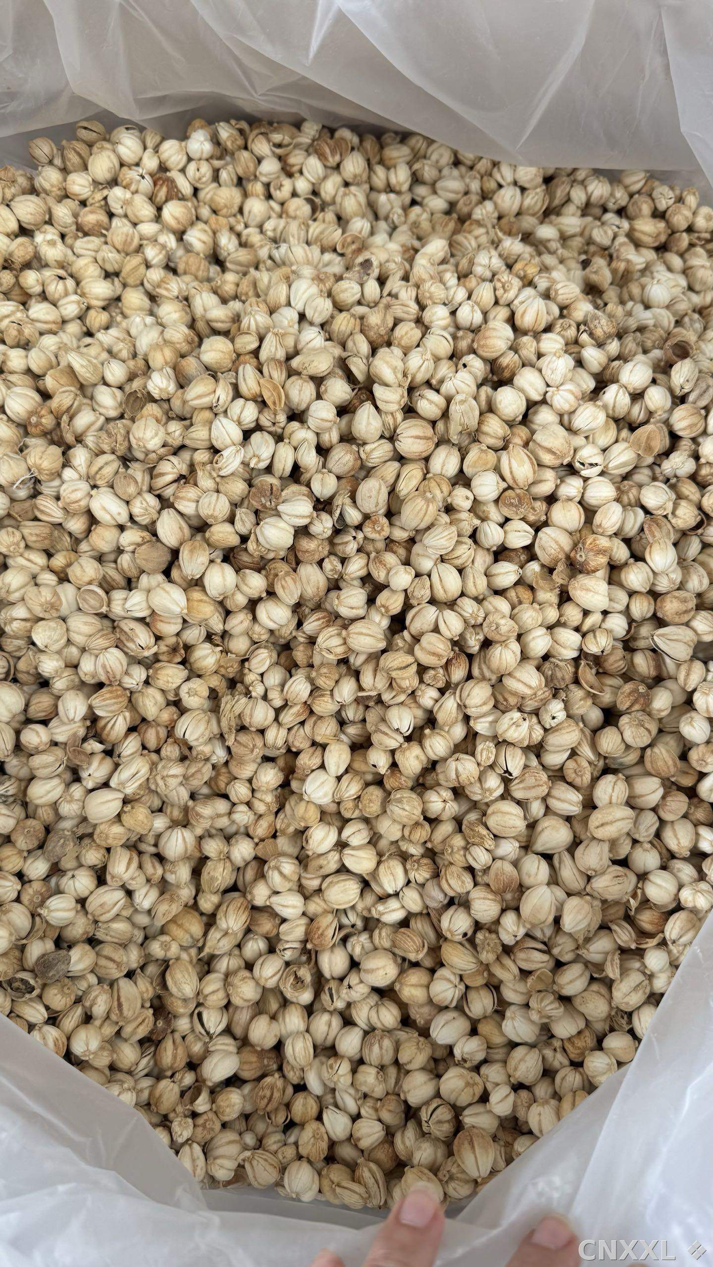 spice_8550_4880a7d3_2.jpg