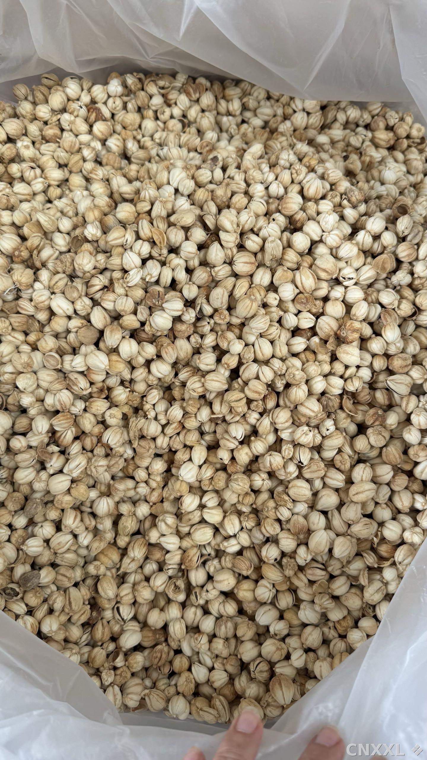 spice_8550_f5d9a4cb_3.jpg