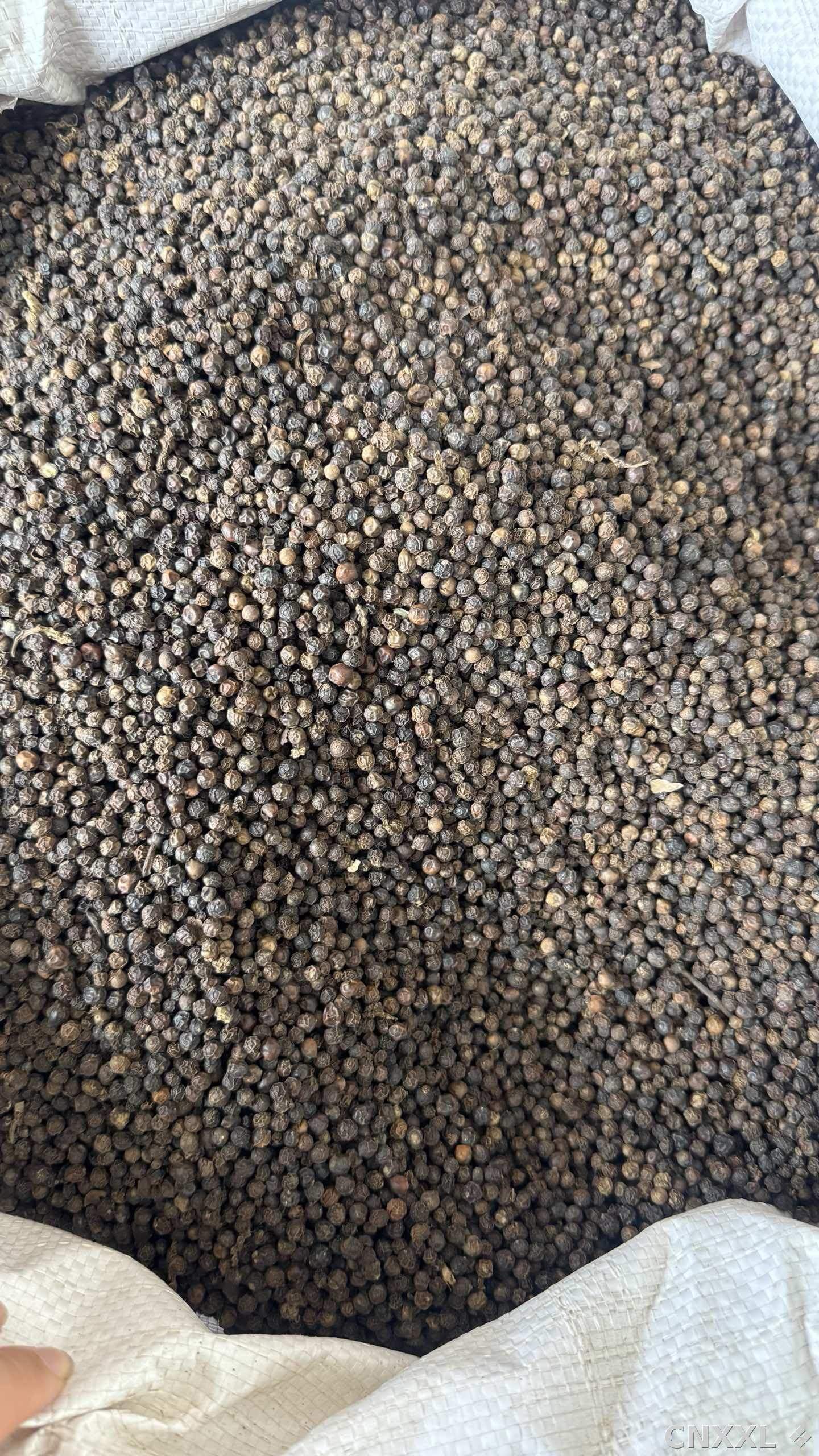 spice_8582_879dbf5a_3.jpg