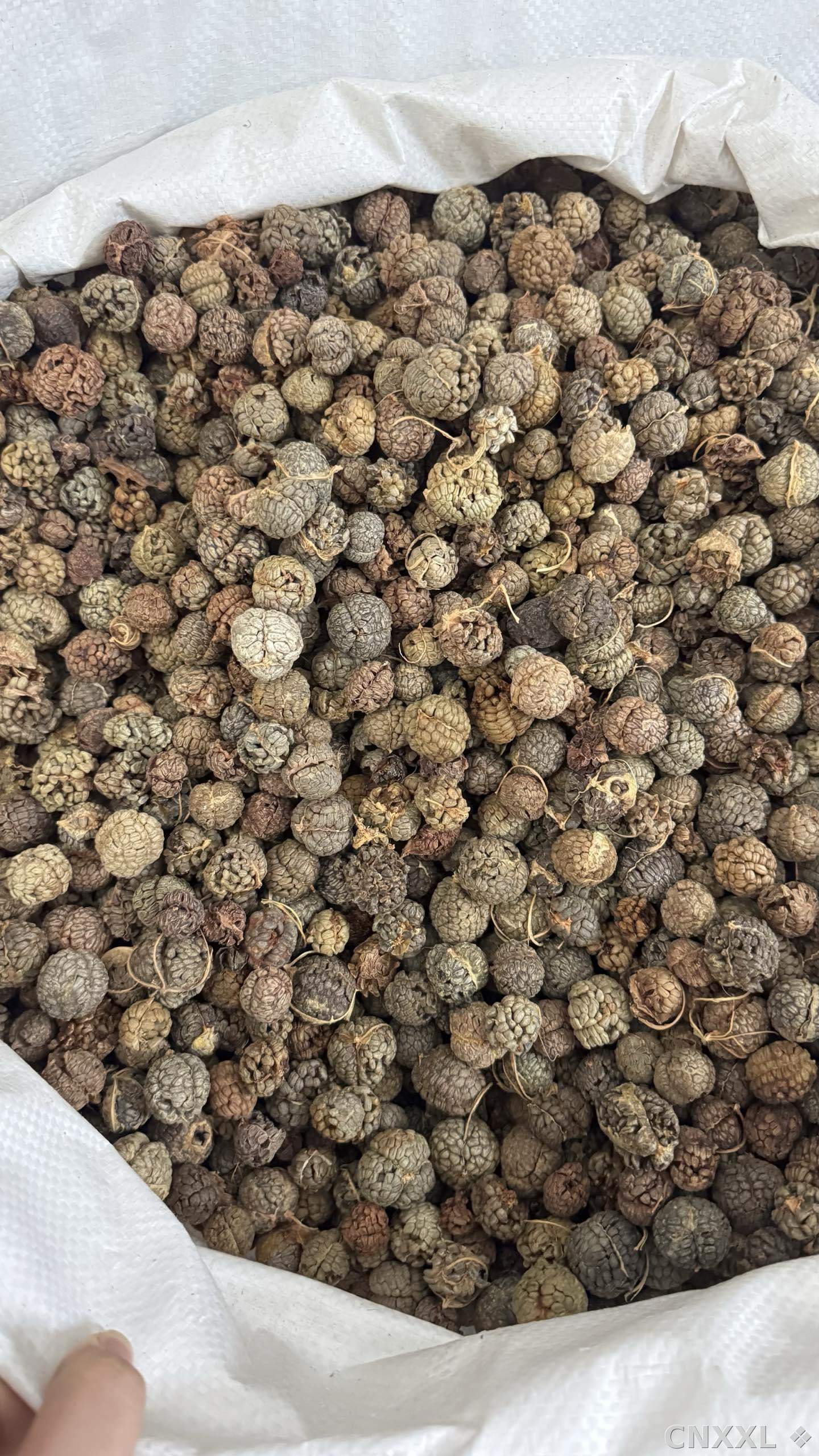 spice_85_74bc2a1a_2.jpg