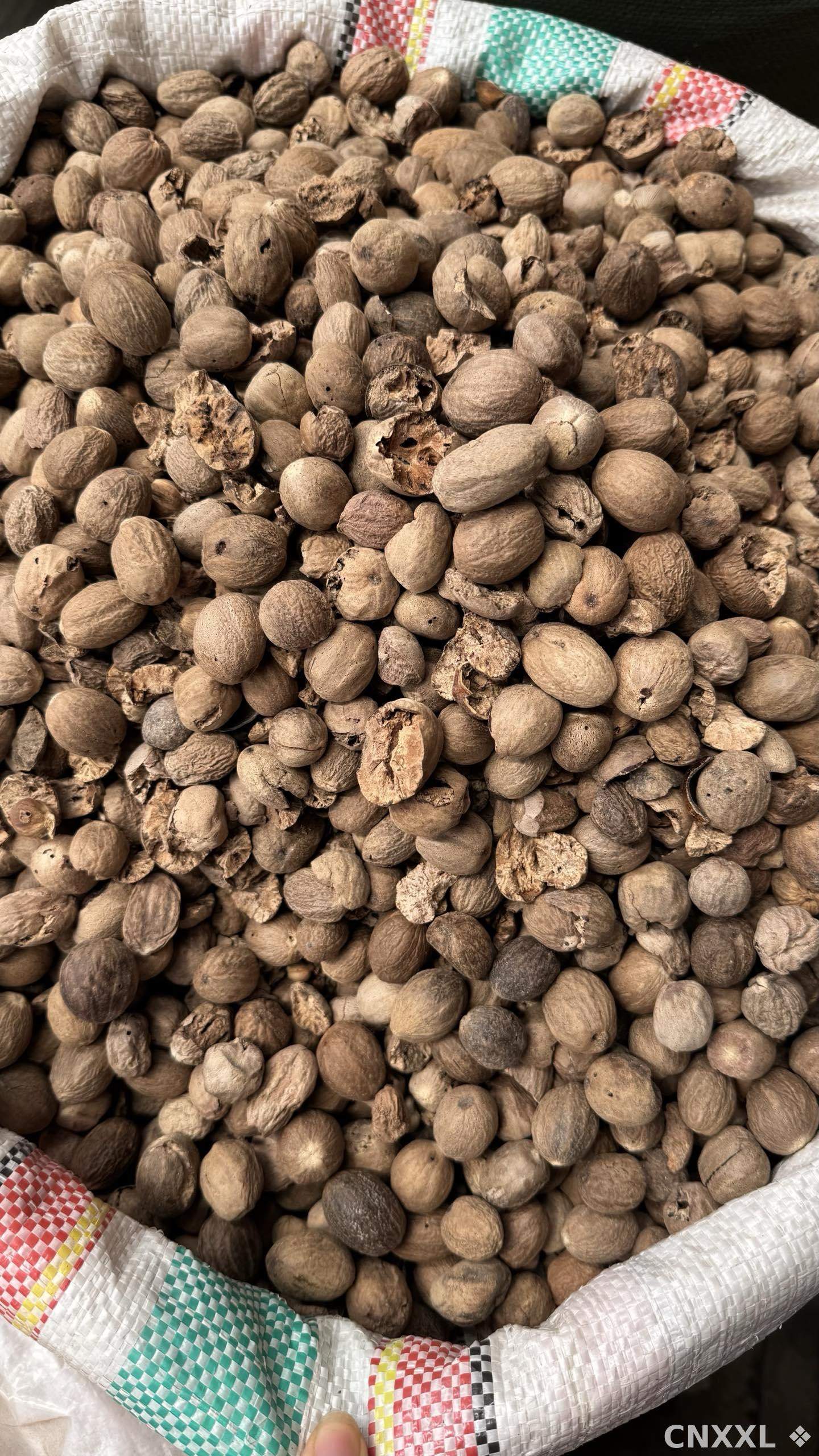 spice_8646_2ed03cc4_3.jpg