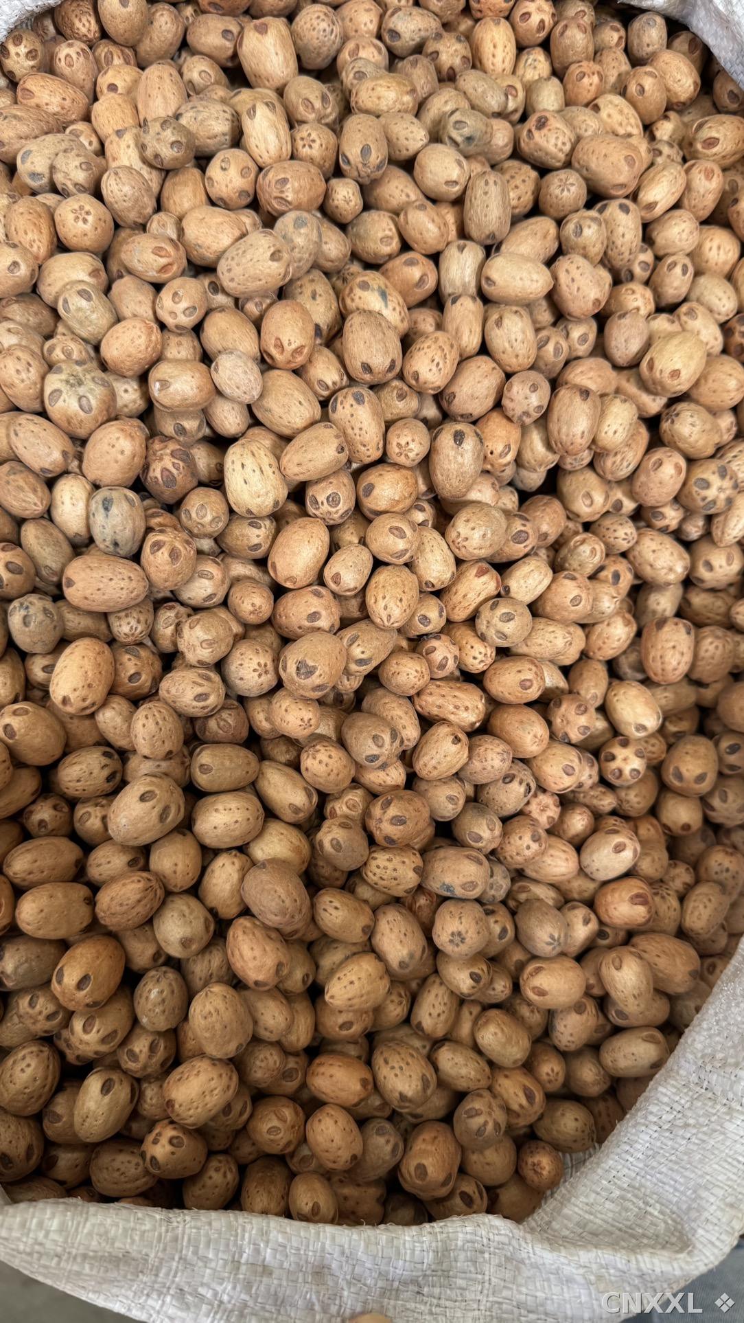spice_8717_62f46d5a_3.jpg