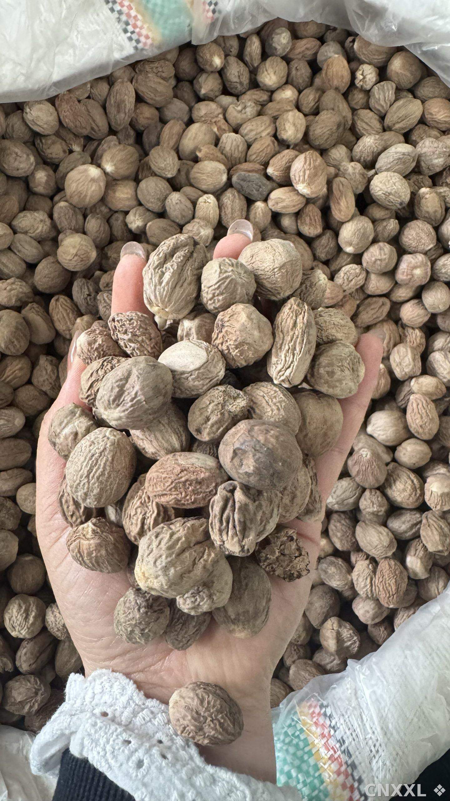 spice_8718_8e761075_1.jpg