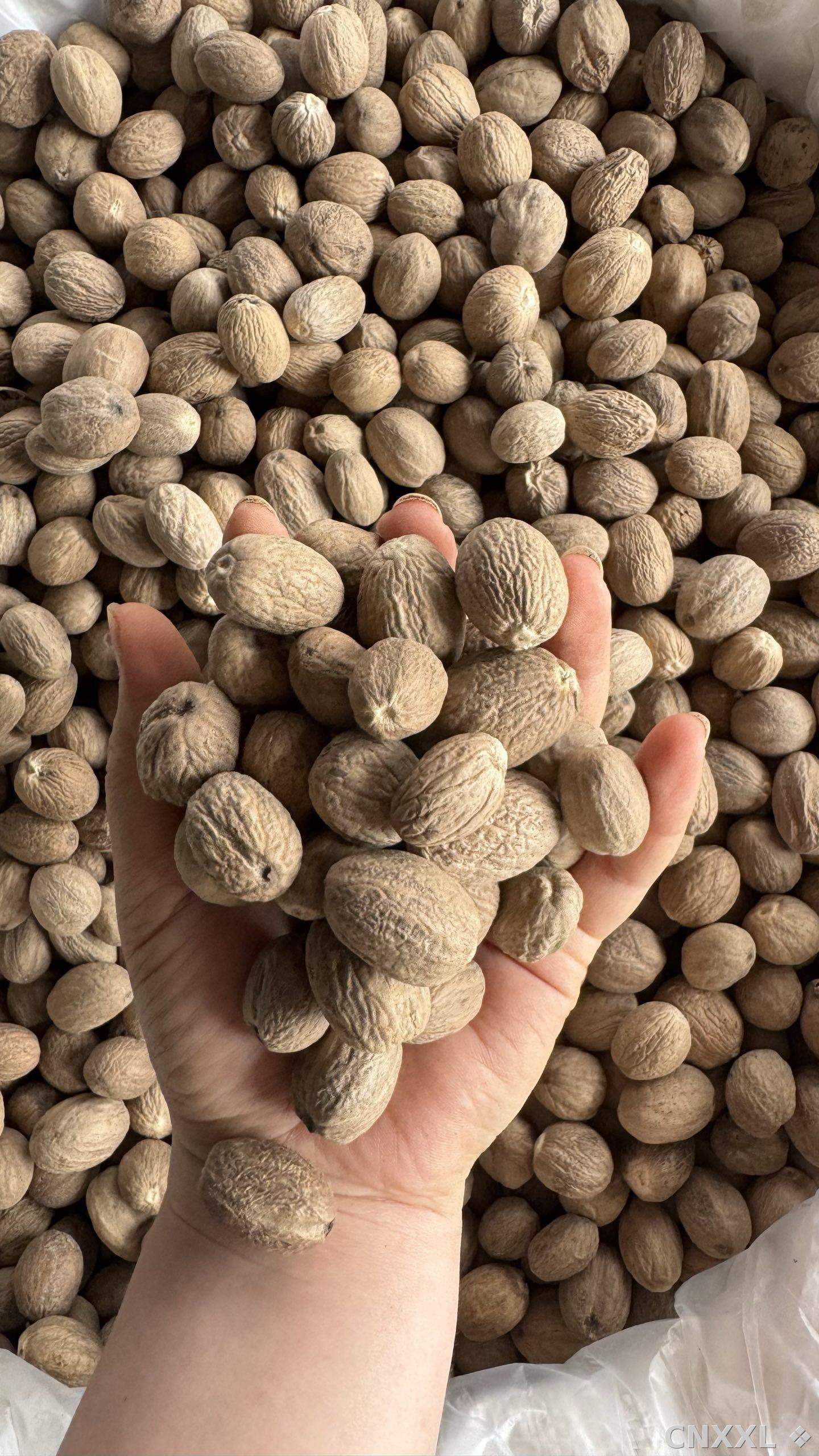 spice_8719_f6d86767_1.jpg