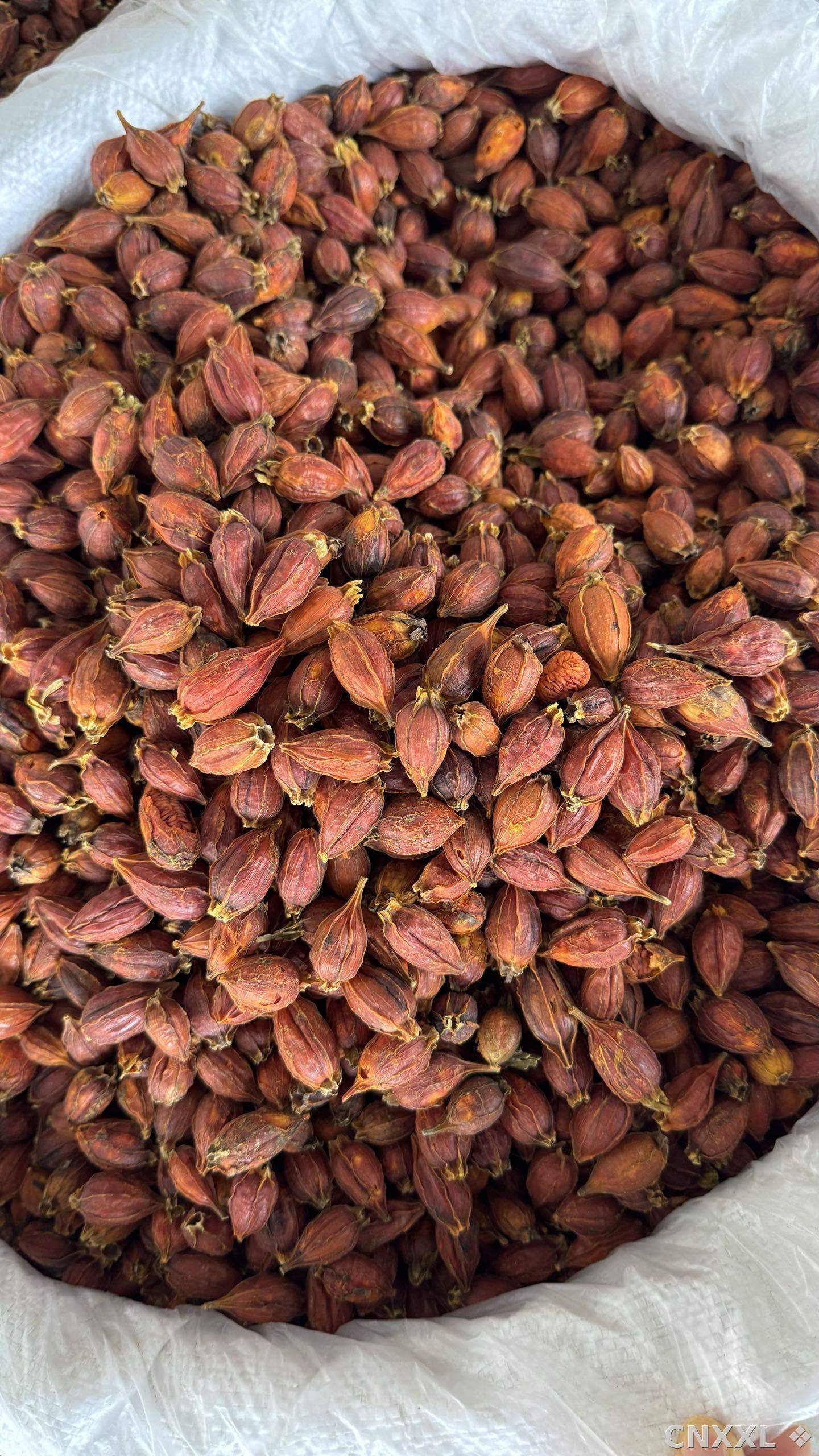 spice_8721_613287d7_3.jpg