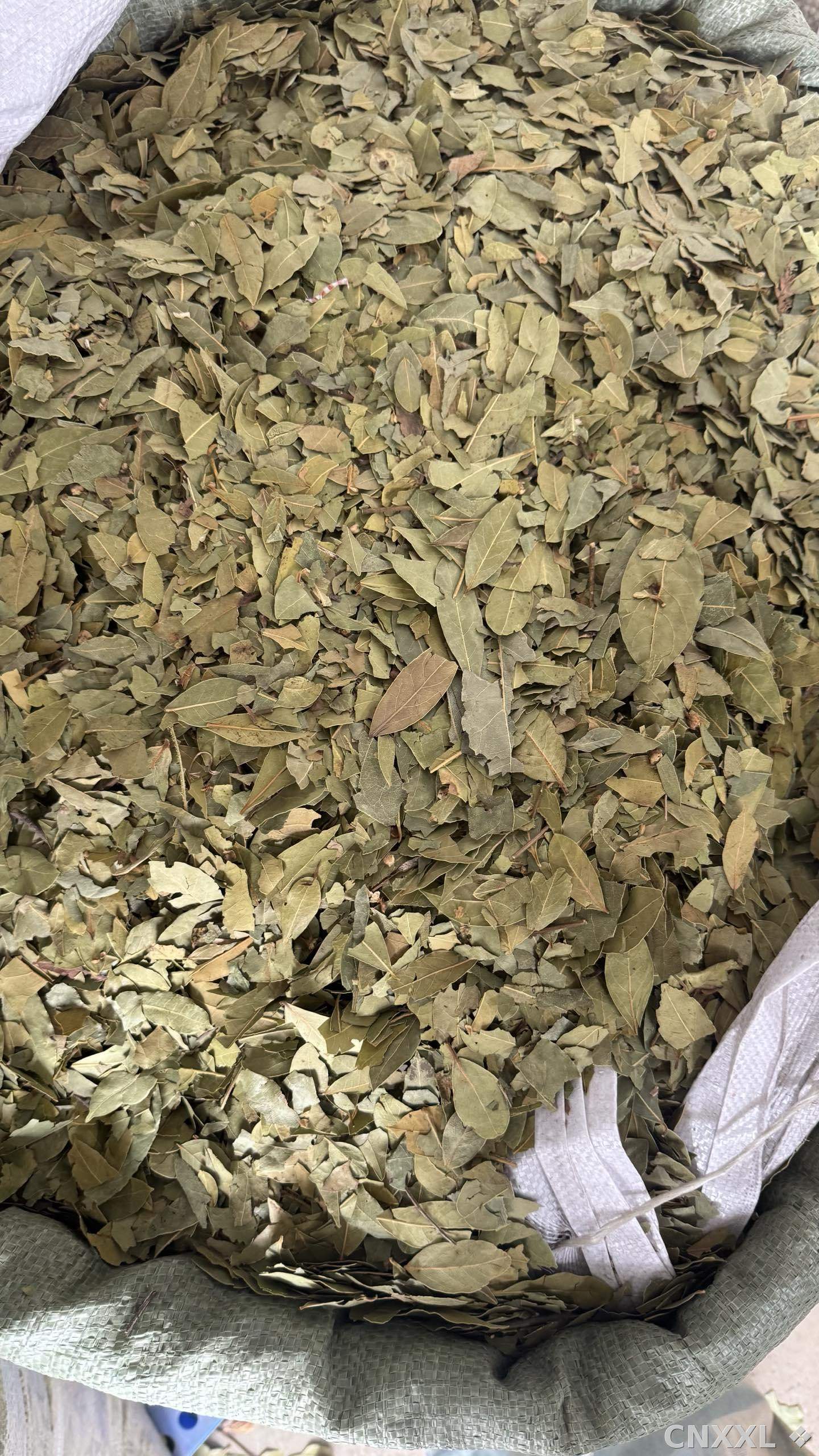 spice_8730_f81b70cc_3.jpg