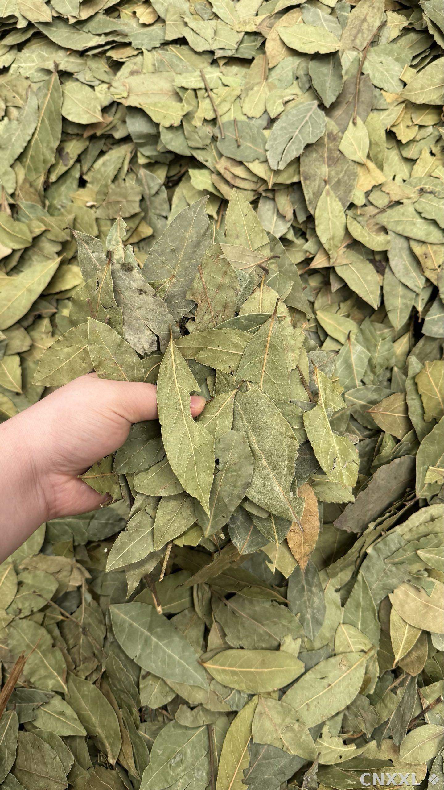 spice_8732_ea8895a0_3.jpg