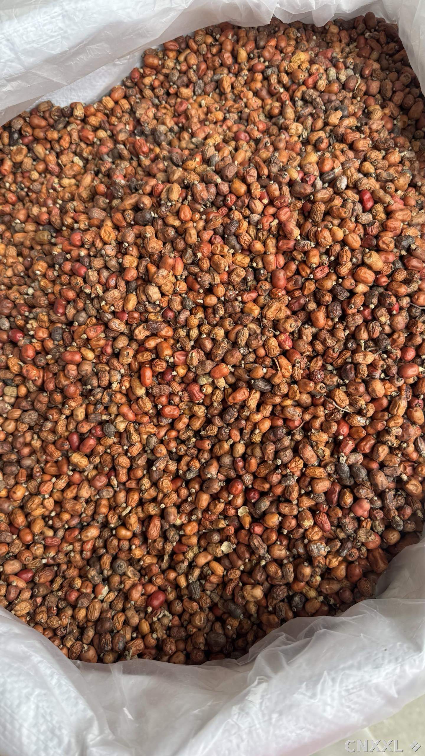 spice_8735_e0cacf00_3.jpg