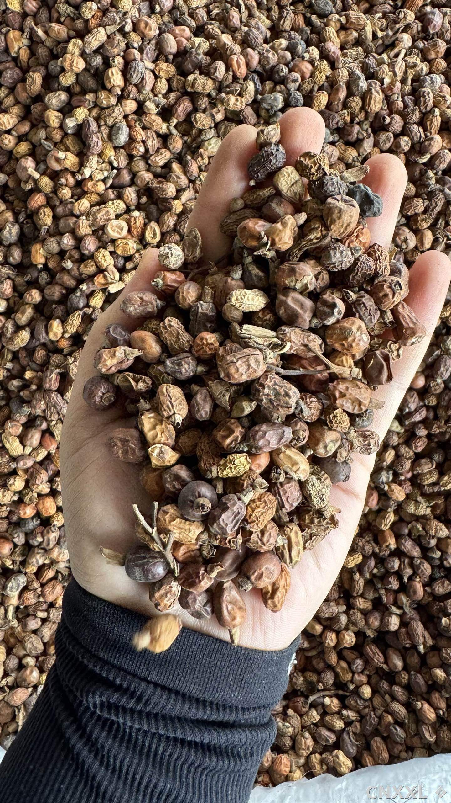 spice_8736_cc6e3b9b_1.jpg