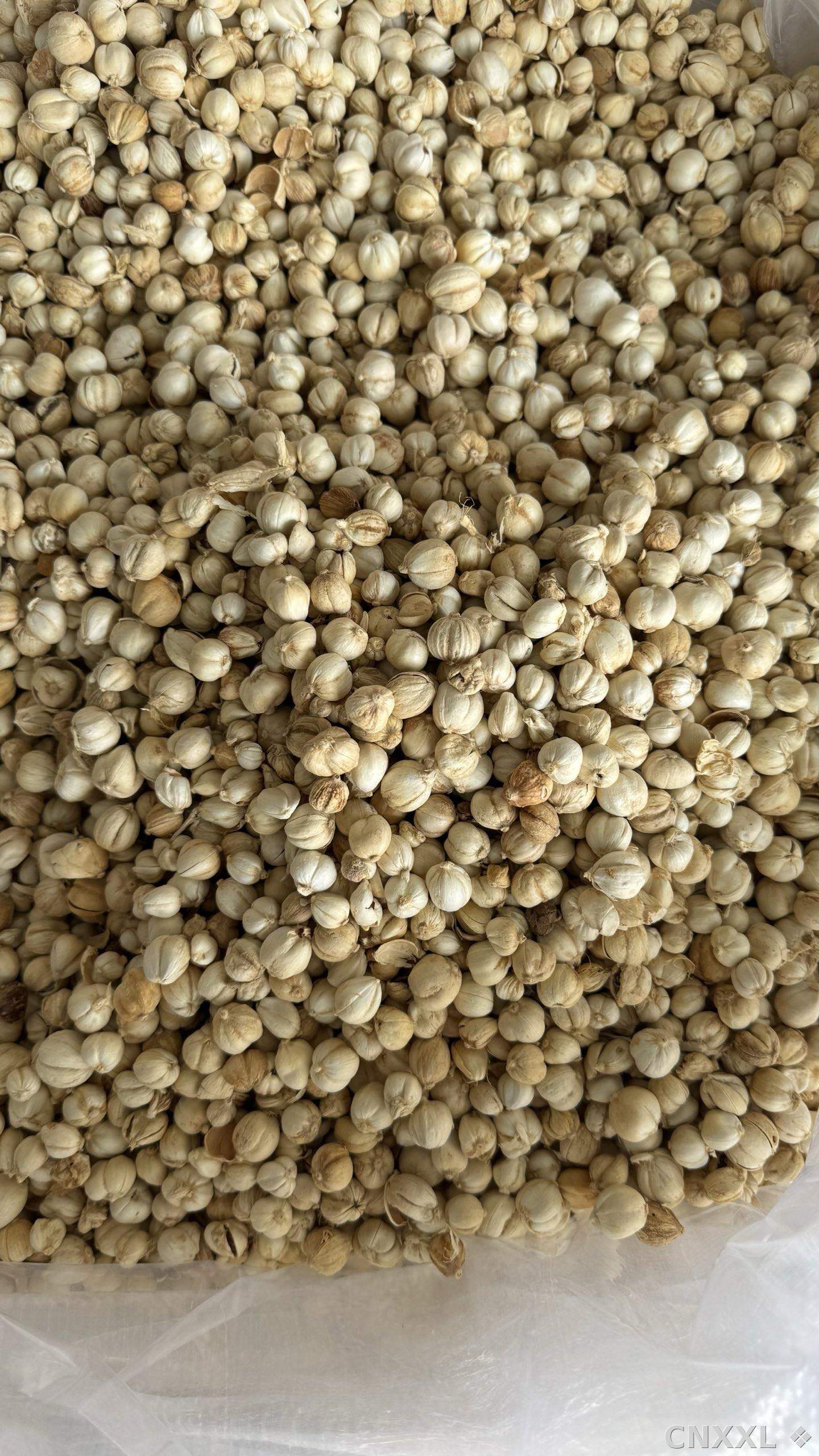 spice_8737_1cf2adbf_3.jpg