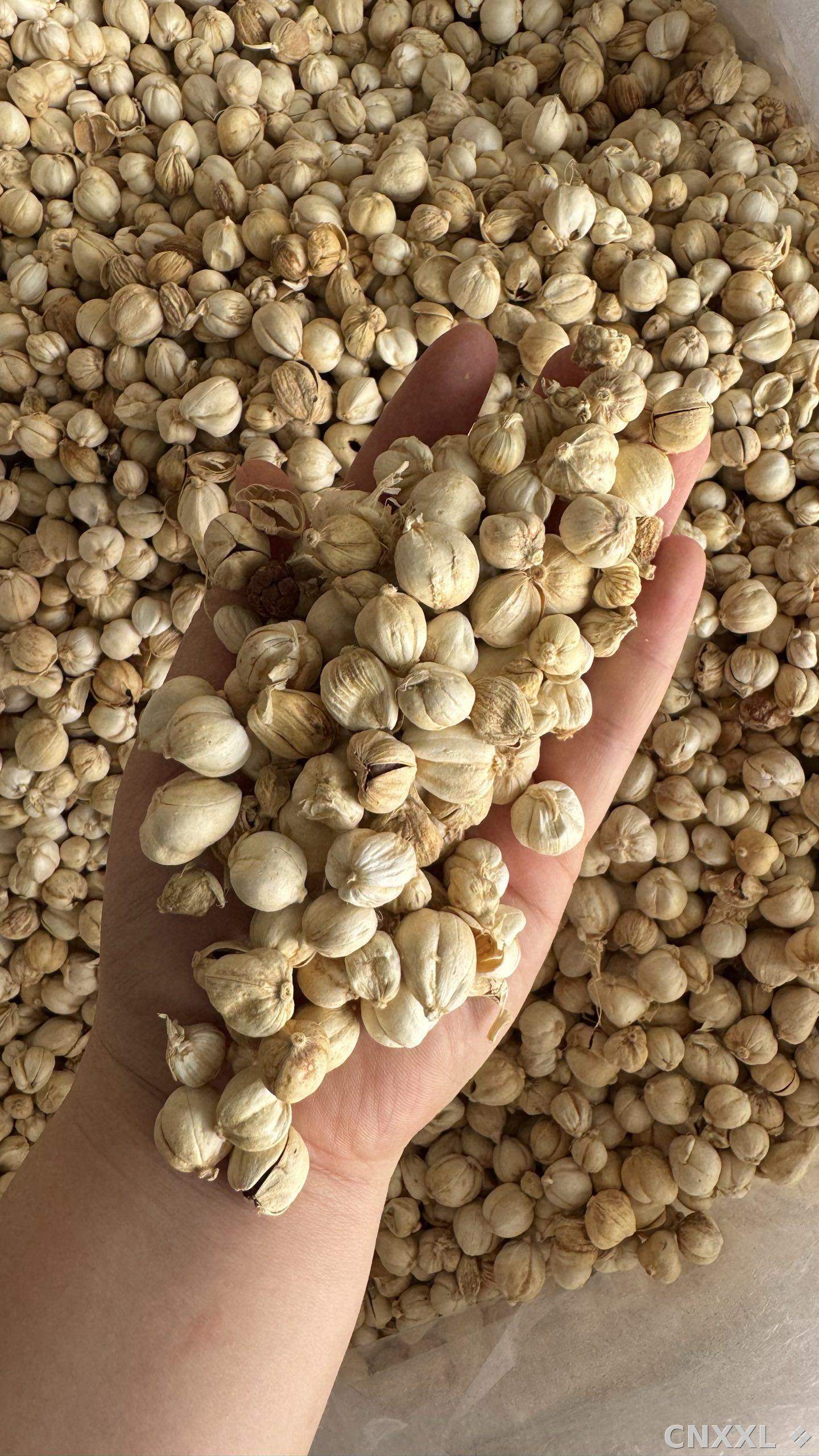 spice_8737_8f904c86_2.jpg
