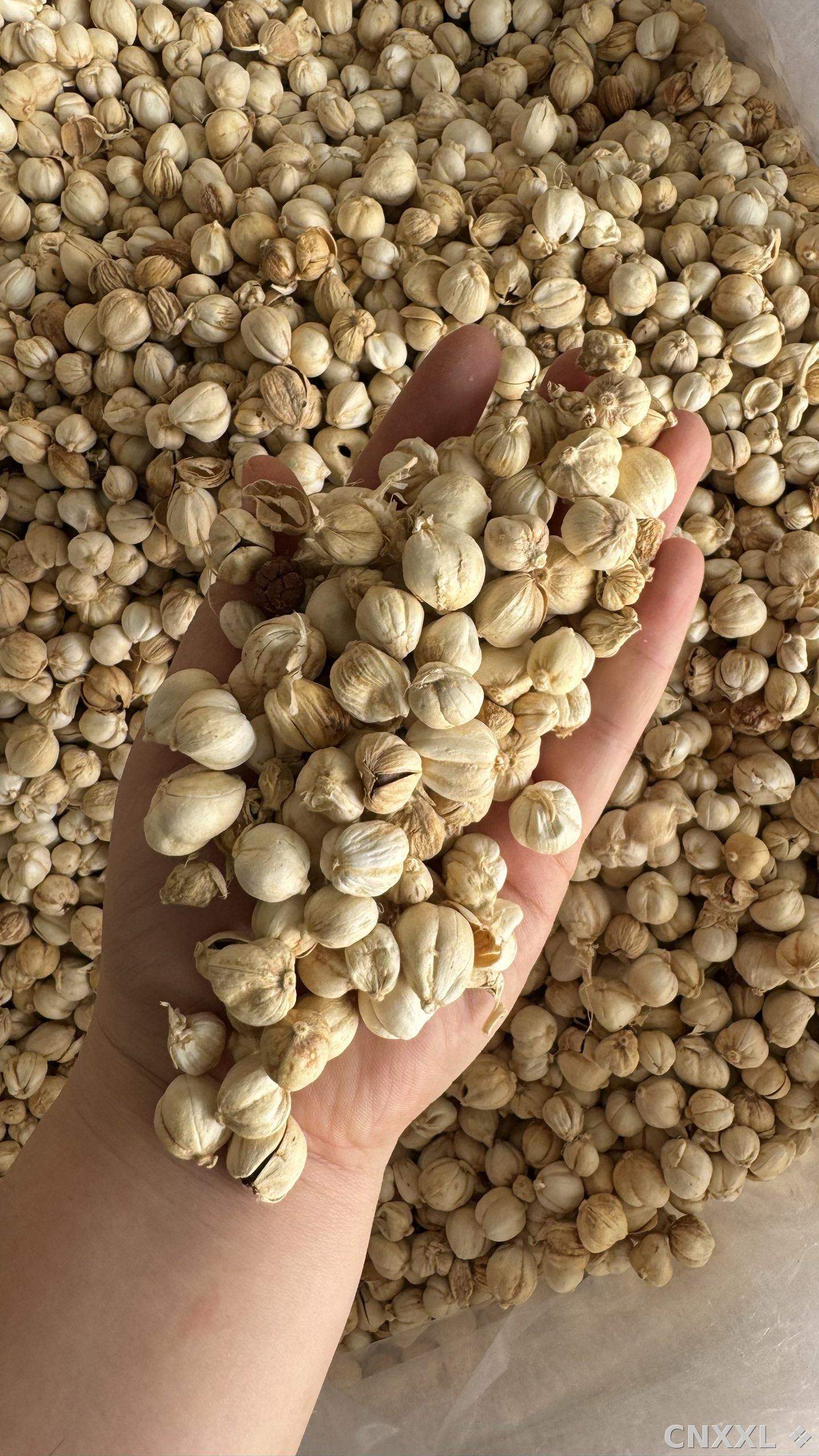 spice_8737_ddf57bc2_1.jpg