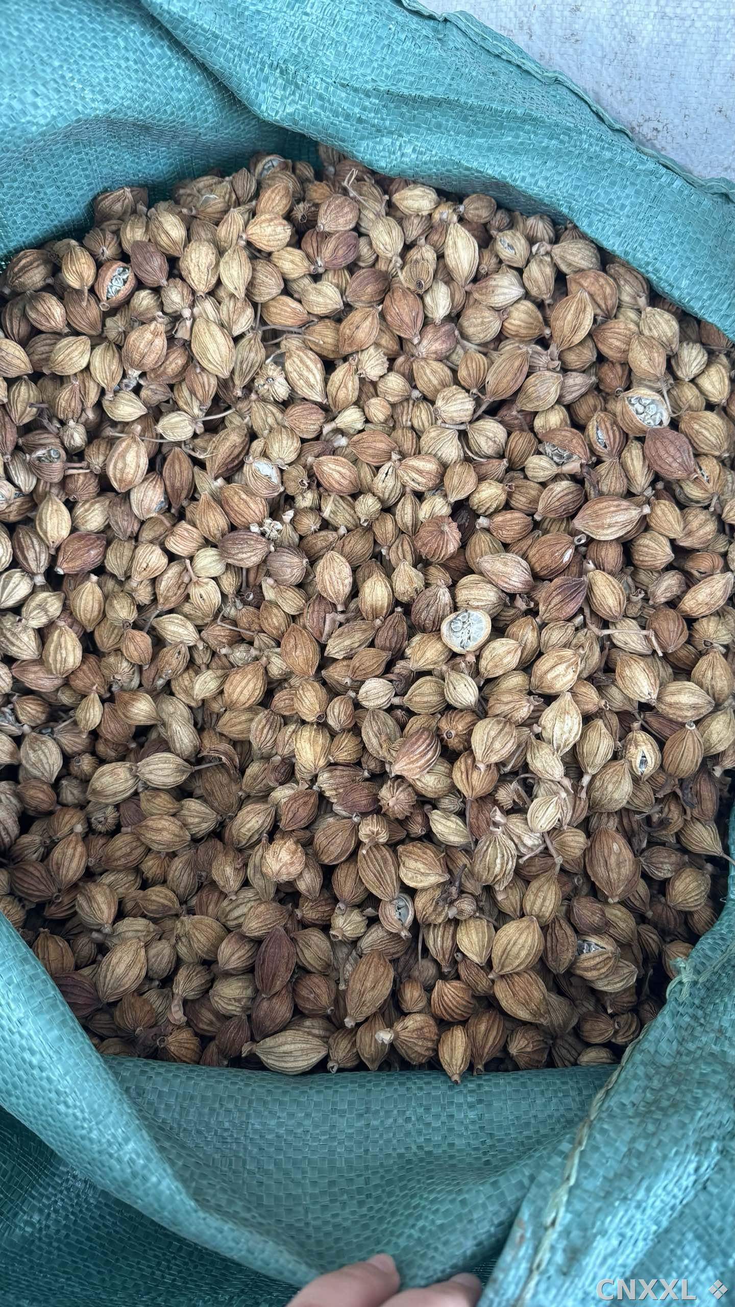 spice_8742_fd9d2826_3.jpg