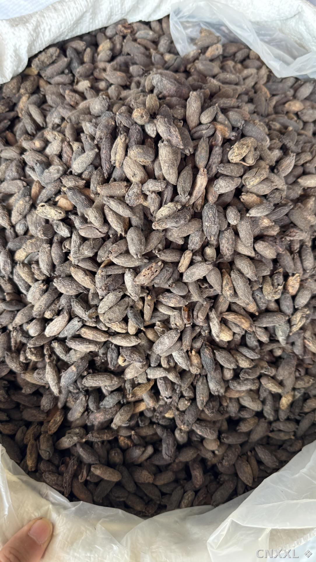 spice_8744_b5fc956a_3.jpg