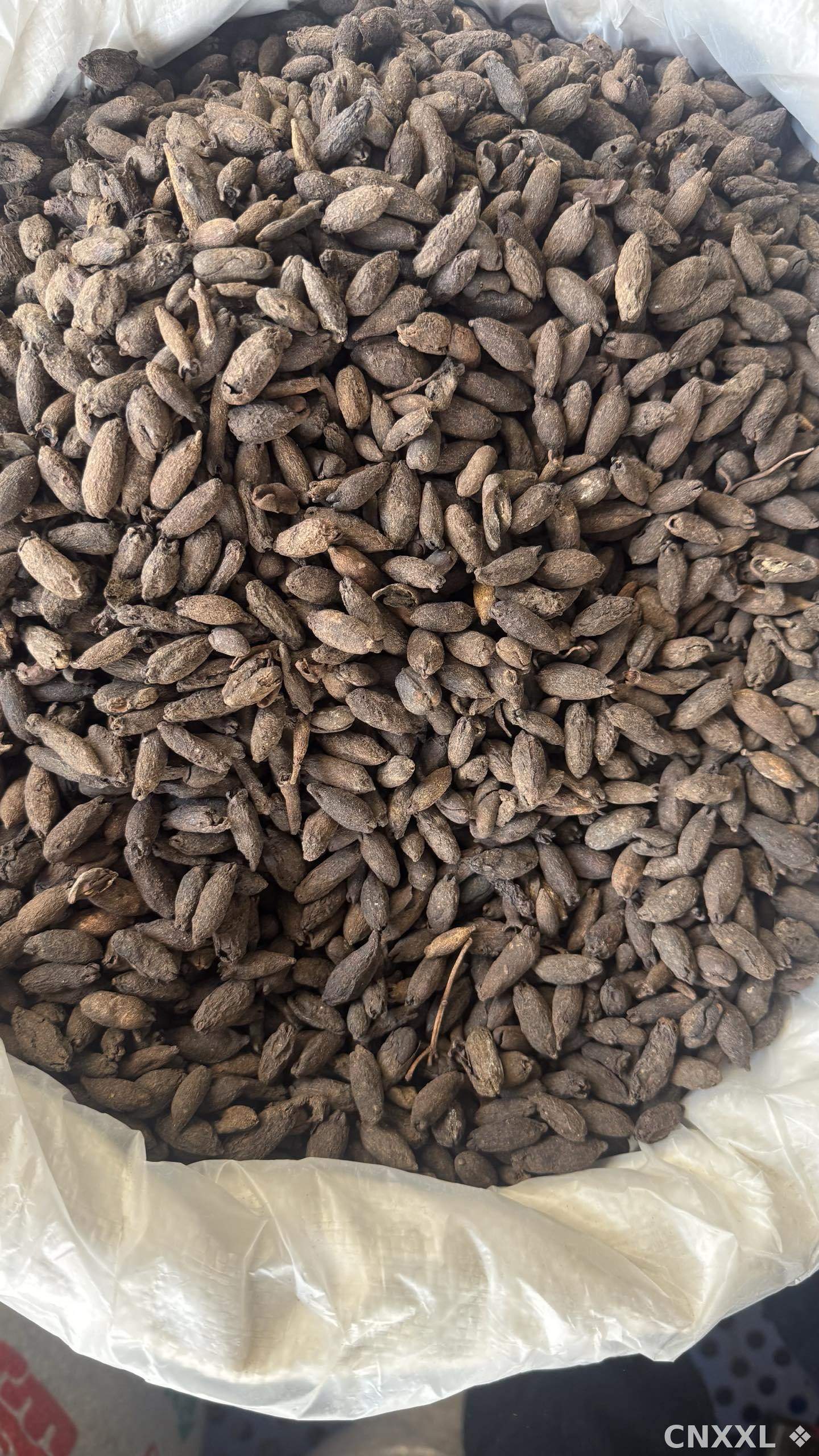 spice_8745_8fa91efb_3.jpg