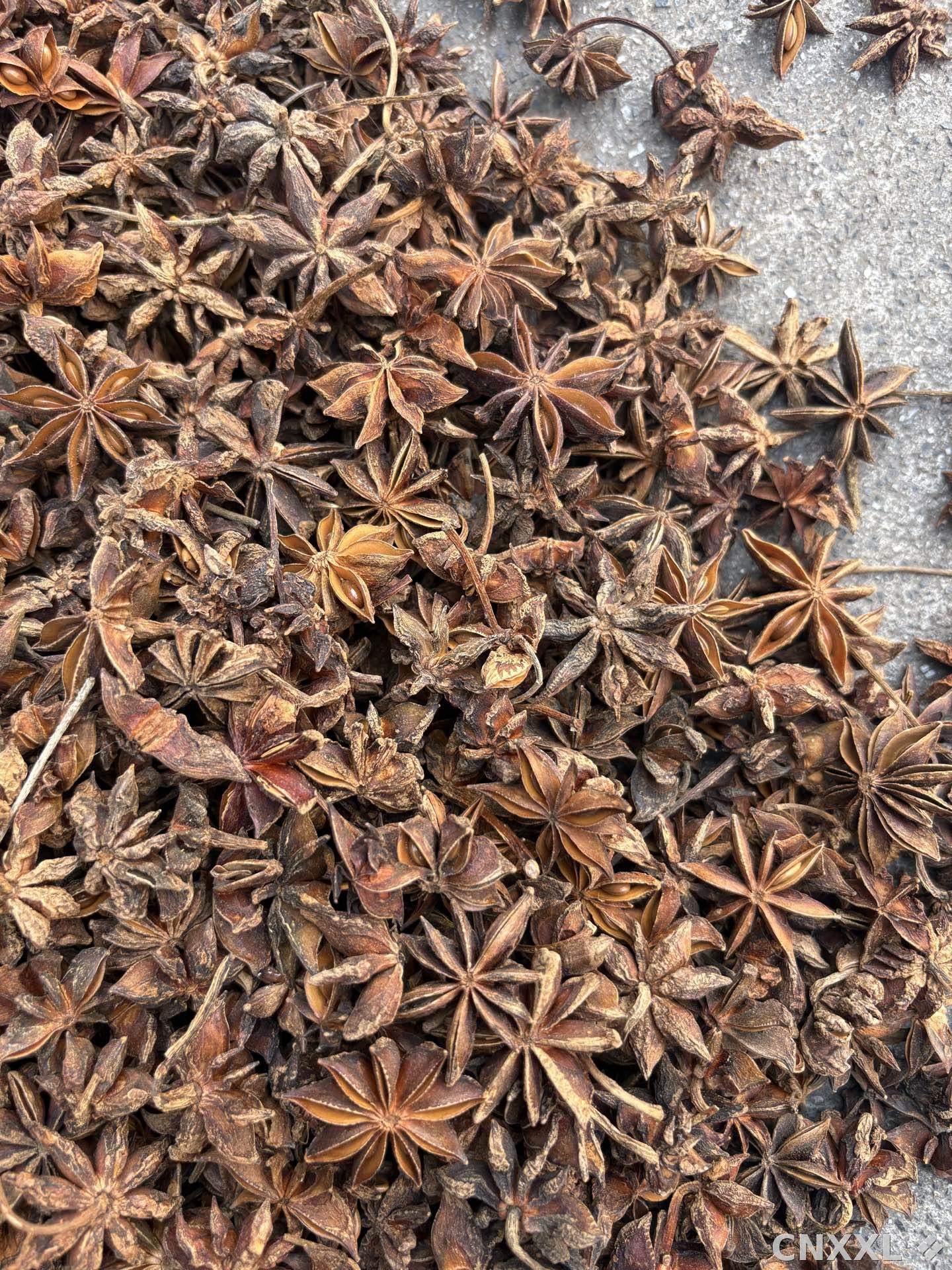 spice_8775_a681efff_3.jpg