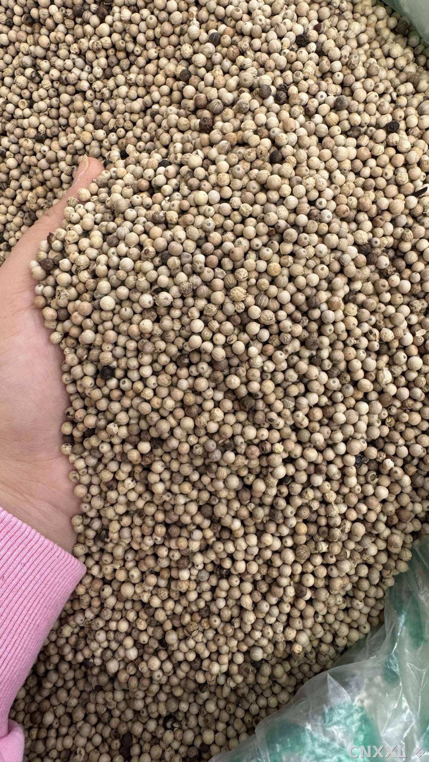 spice_8904_f95407b5_3.jpg