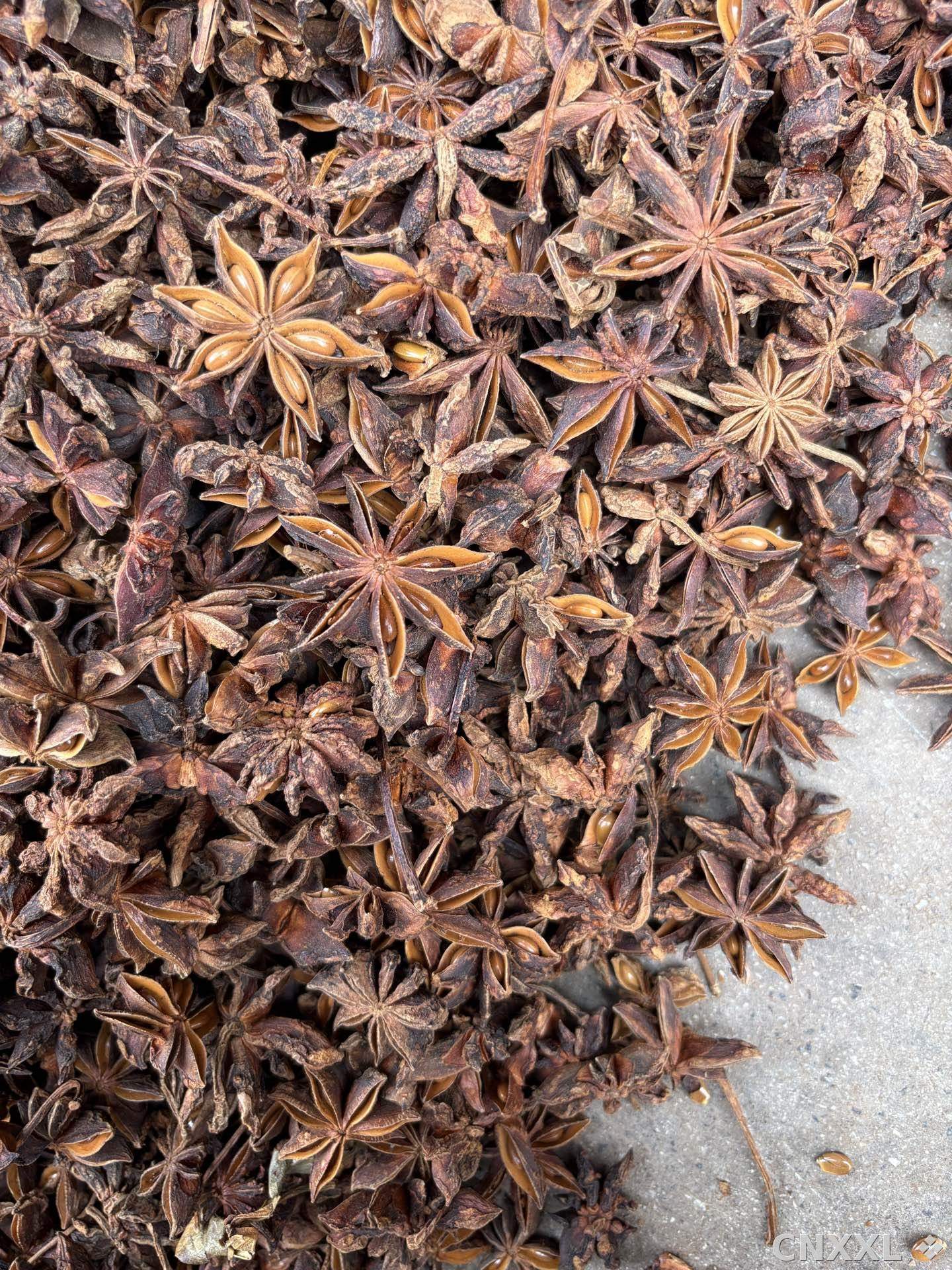spice_8914_b1324fe3_3.jpg