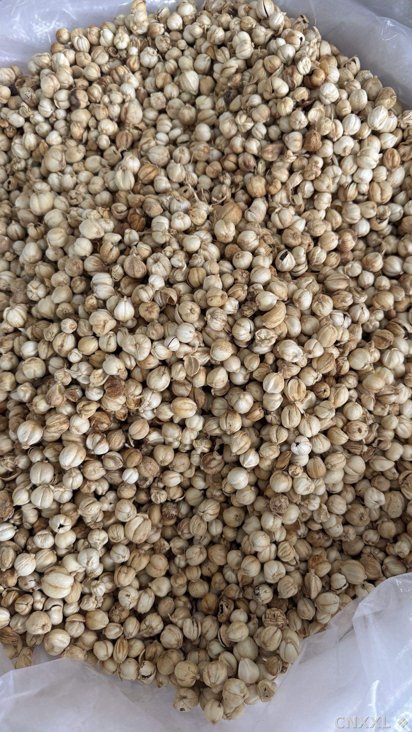 spice_8915_40aa0dbc_3.jpg