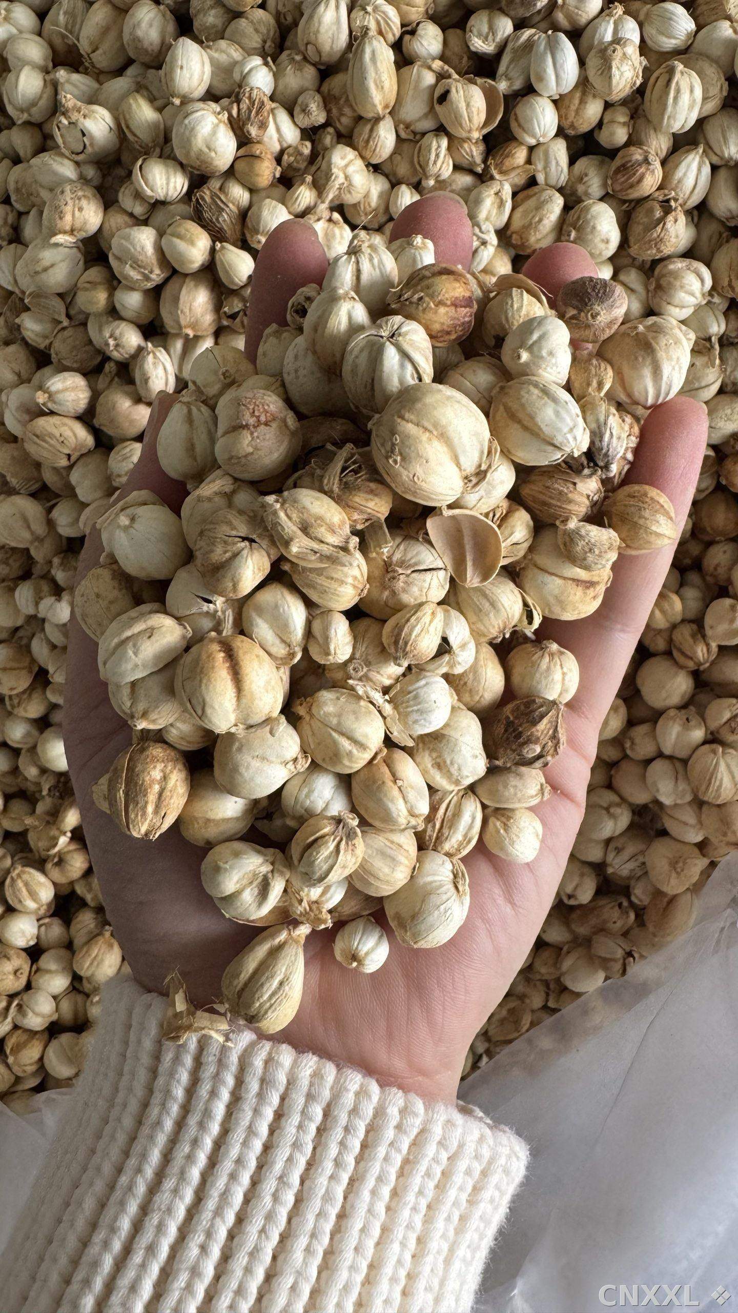 spice_8915_f9be239e_1.jpg