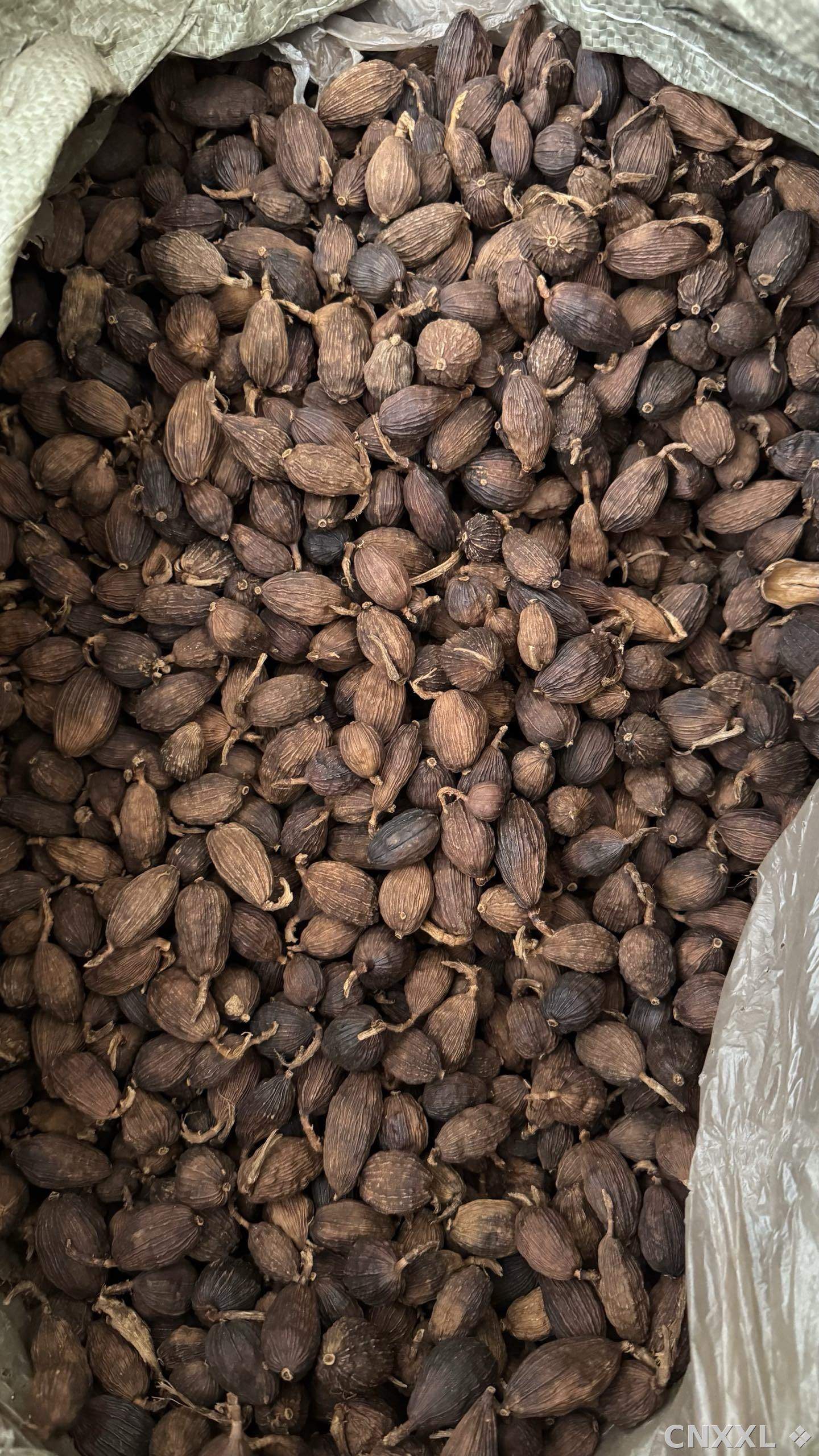 spice_8916_6e95ae9e_2.jpg