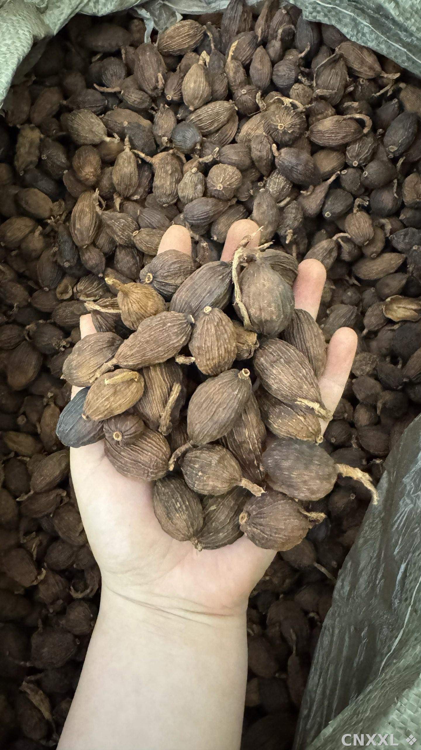 spice_8916_a04c81ce_1.jpg
