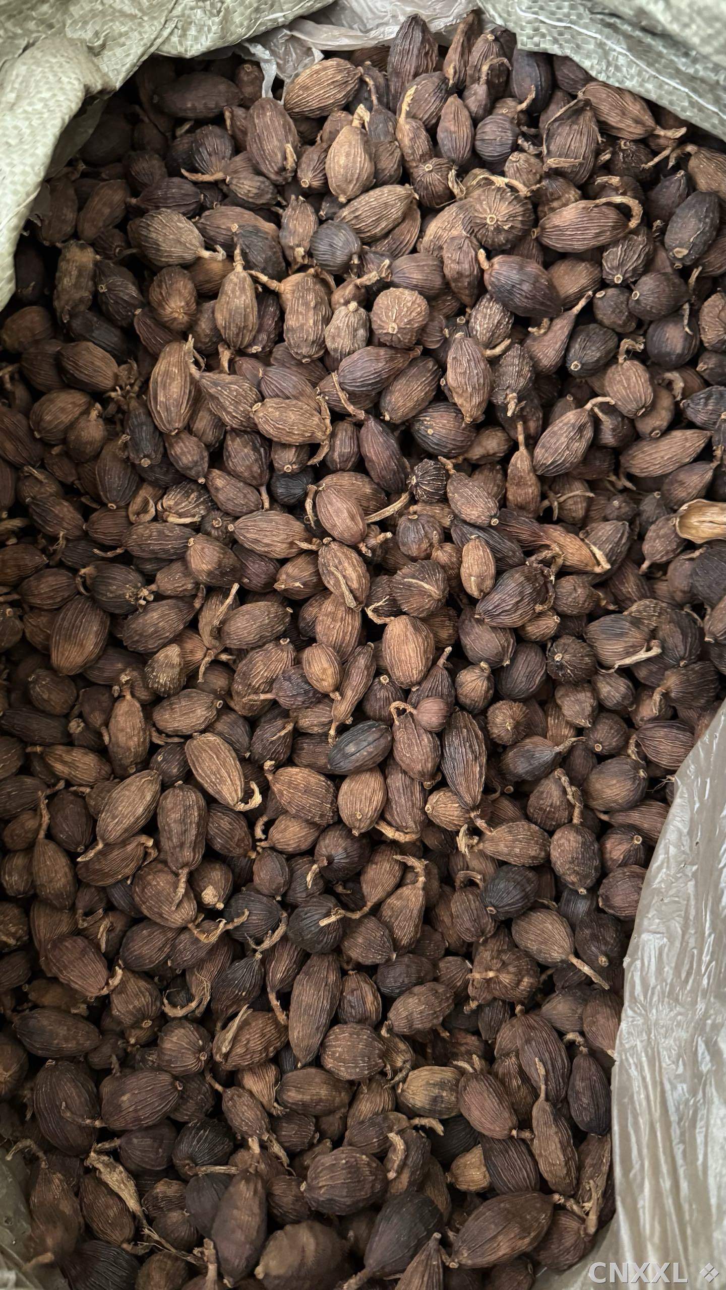 spice_8916_b728ea6f_3.jpg