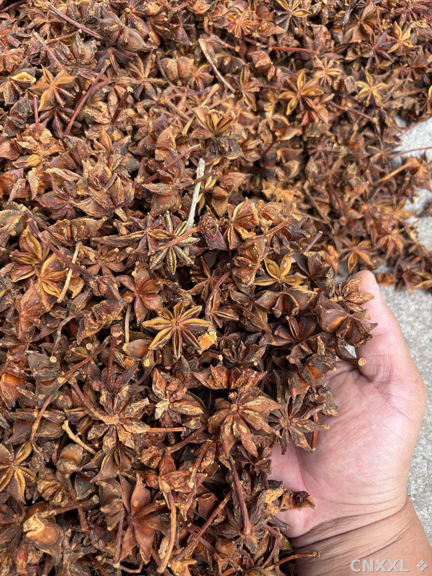 spice_8923_2cc287e8_2.jpg