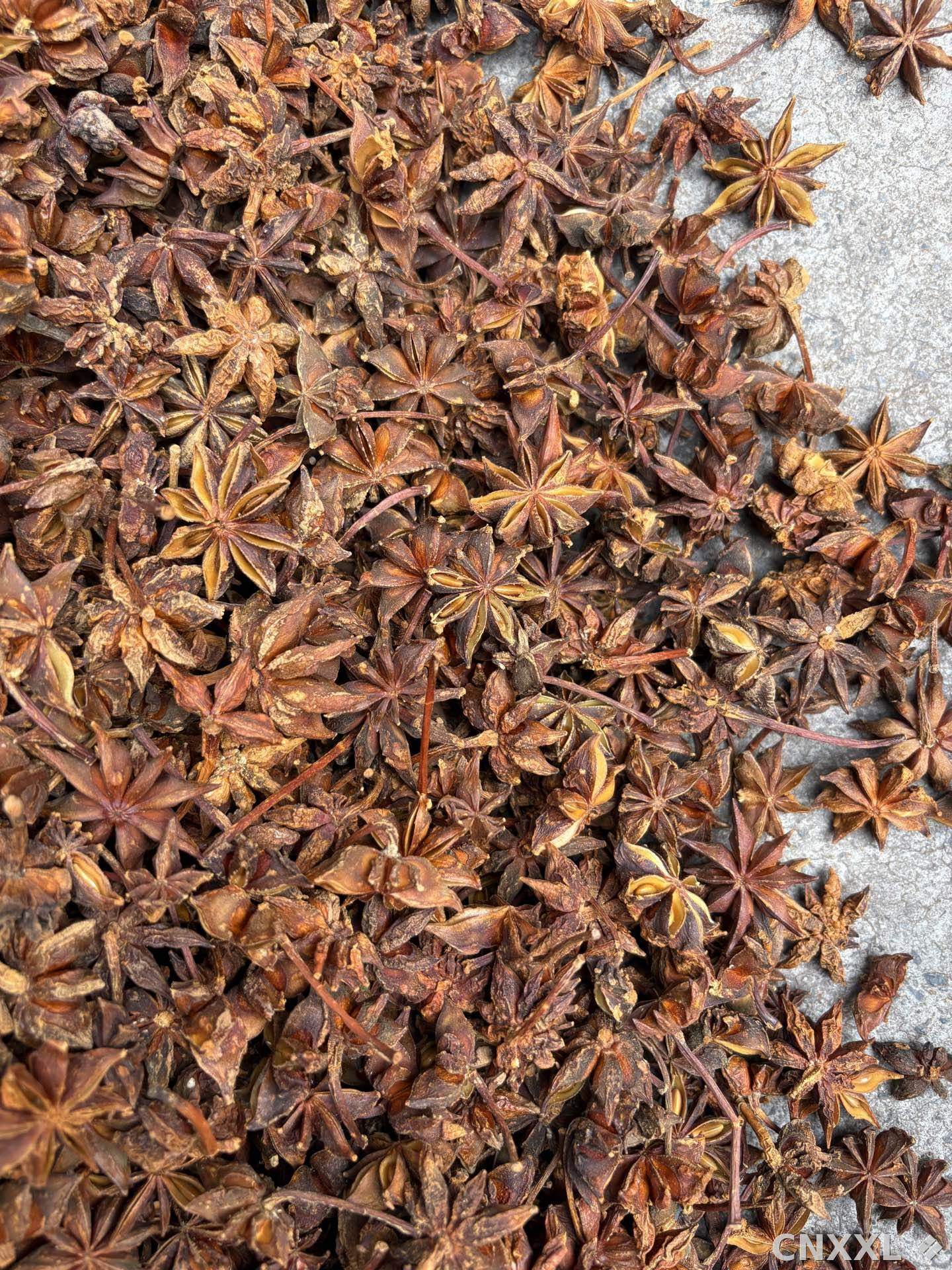 spice_8923_a3ebd4b9_3.jpg