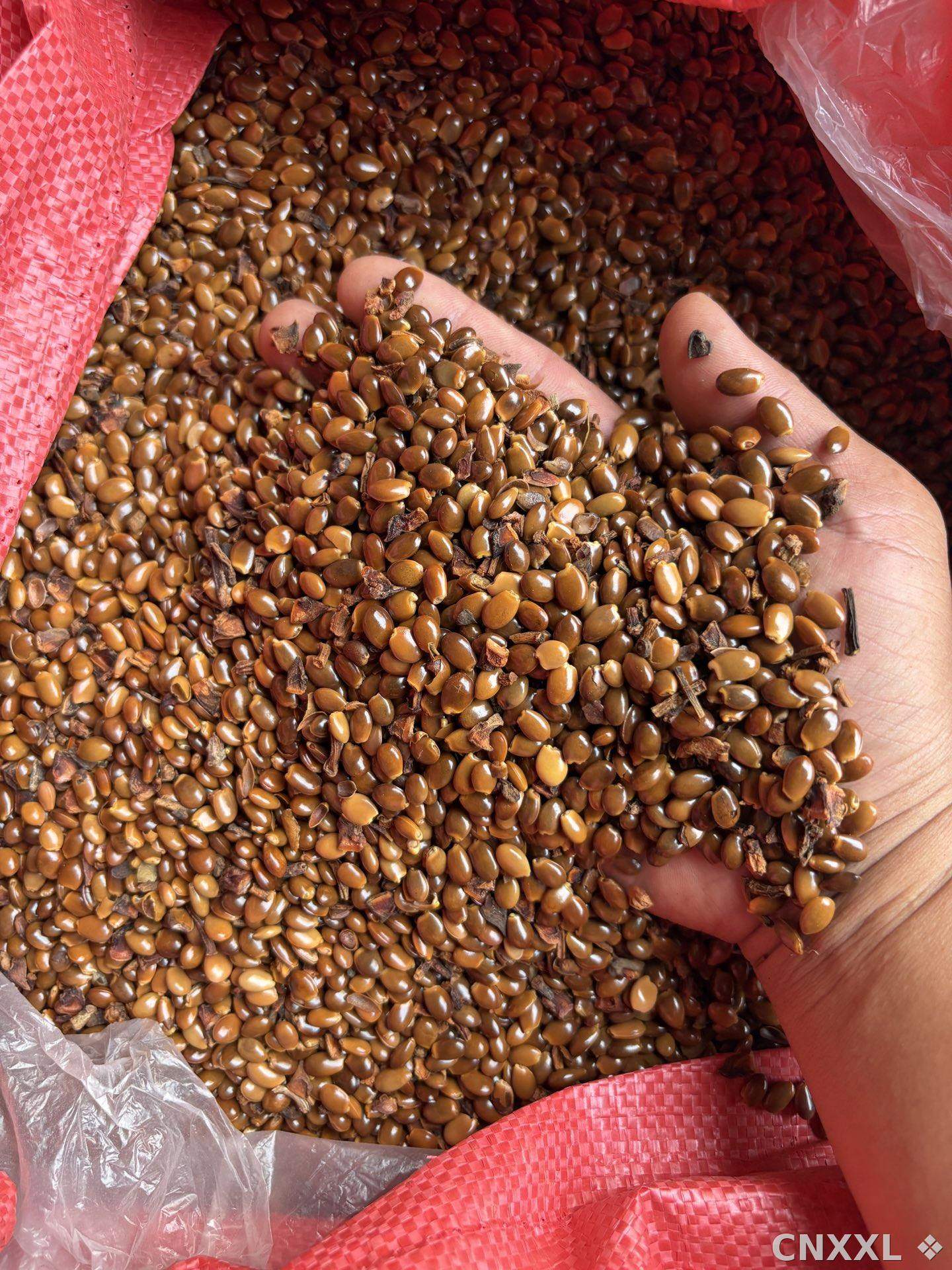 spice_8940_164e4601_2.jpg