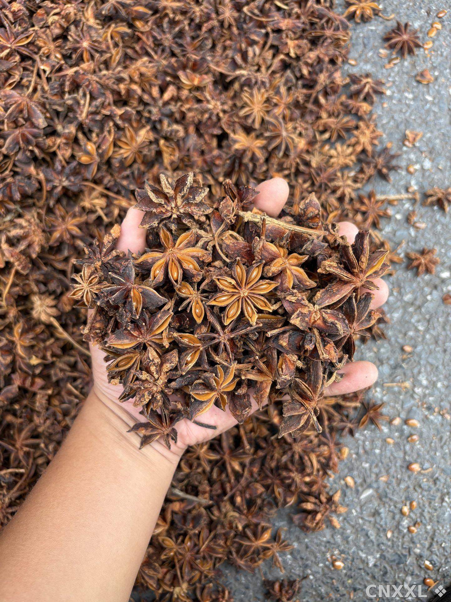spice_8943_3df69bcc_2.jpg