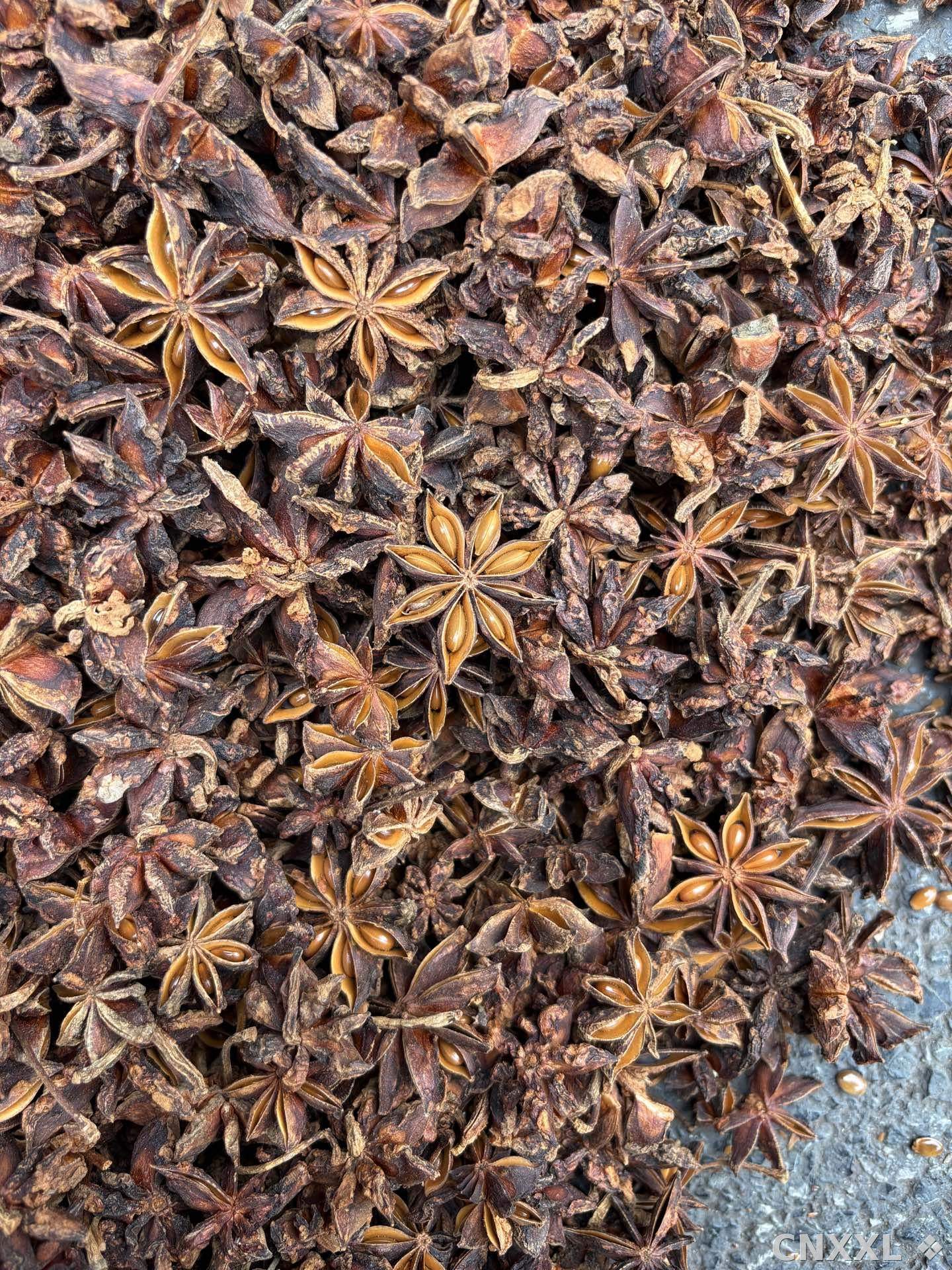spice_8943_41f84a72_3.jpg