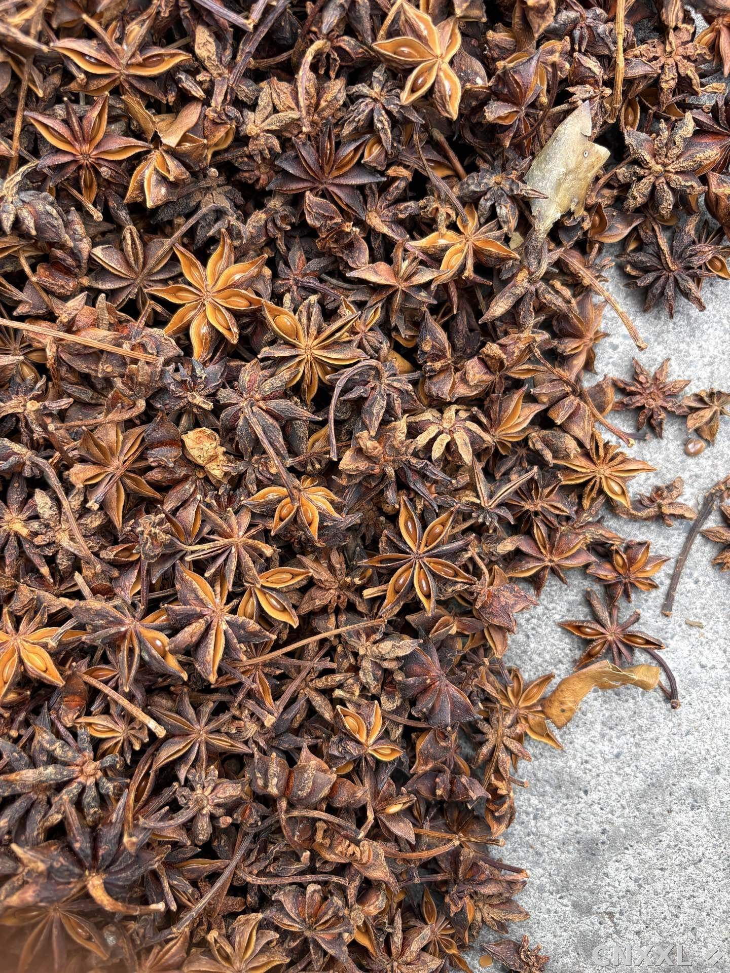 spice_8944_3e957cdf_3.jpg