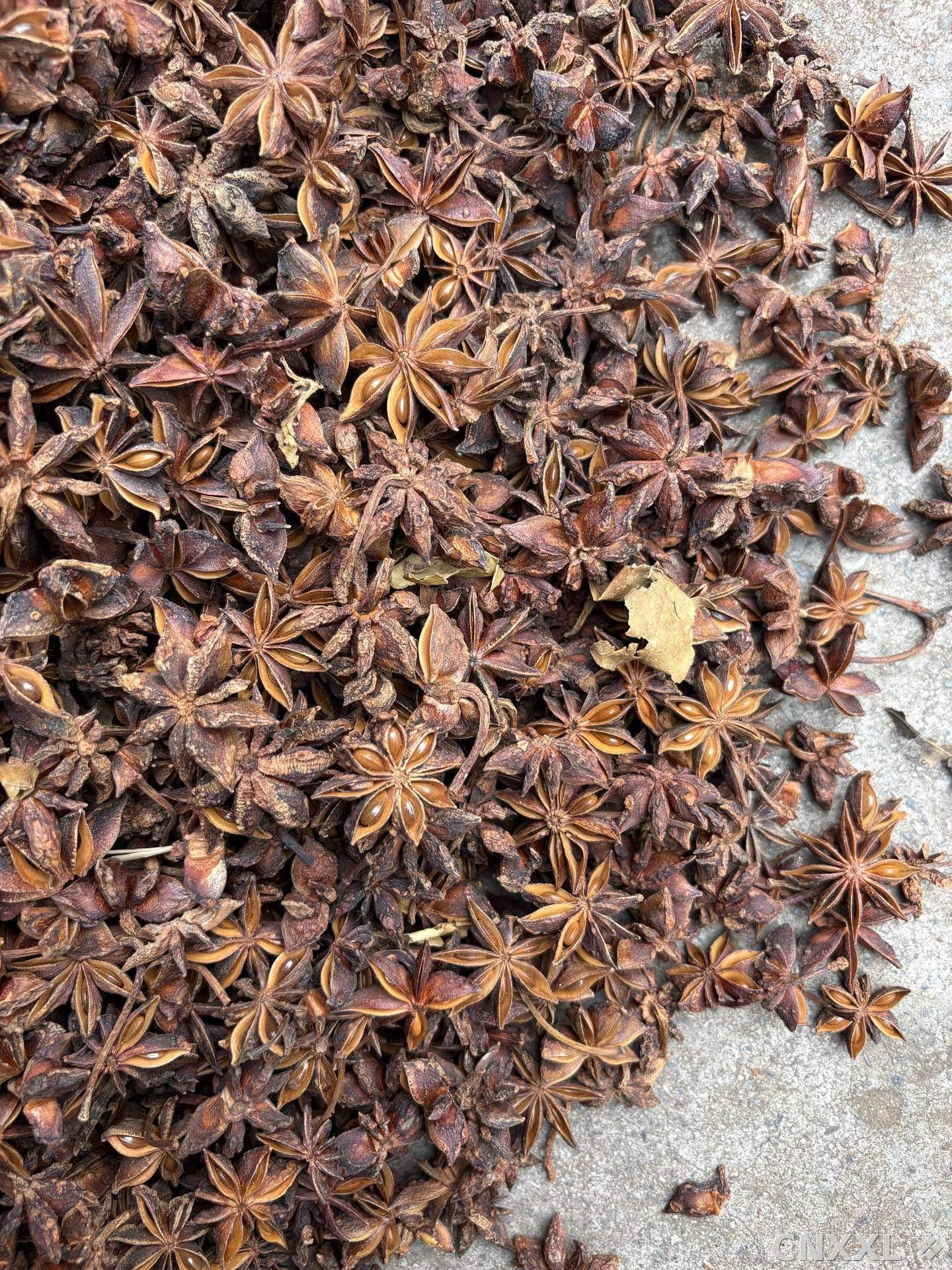 spice_8993_30a773c6_3.jpg