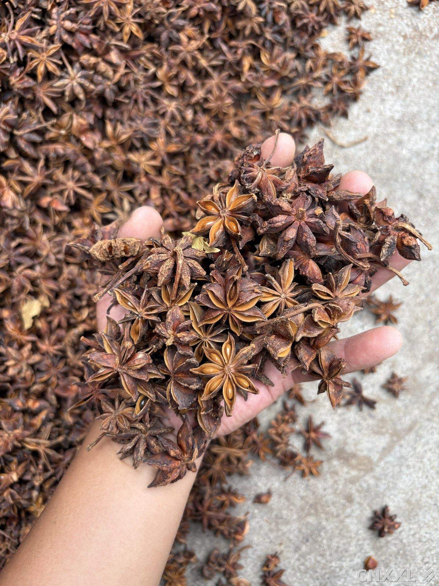 spice_8993_fa943f46_1.jpg