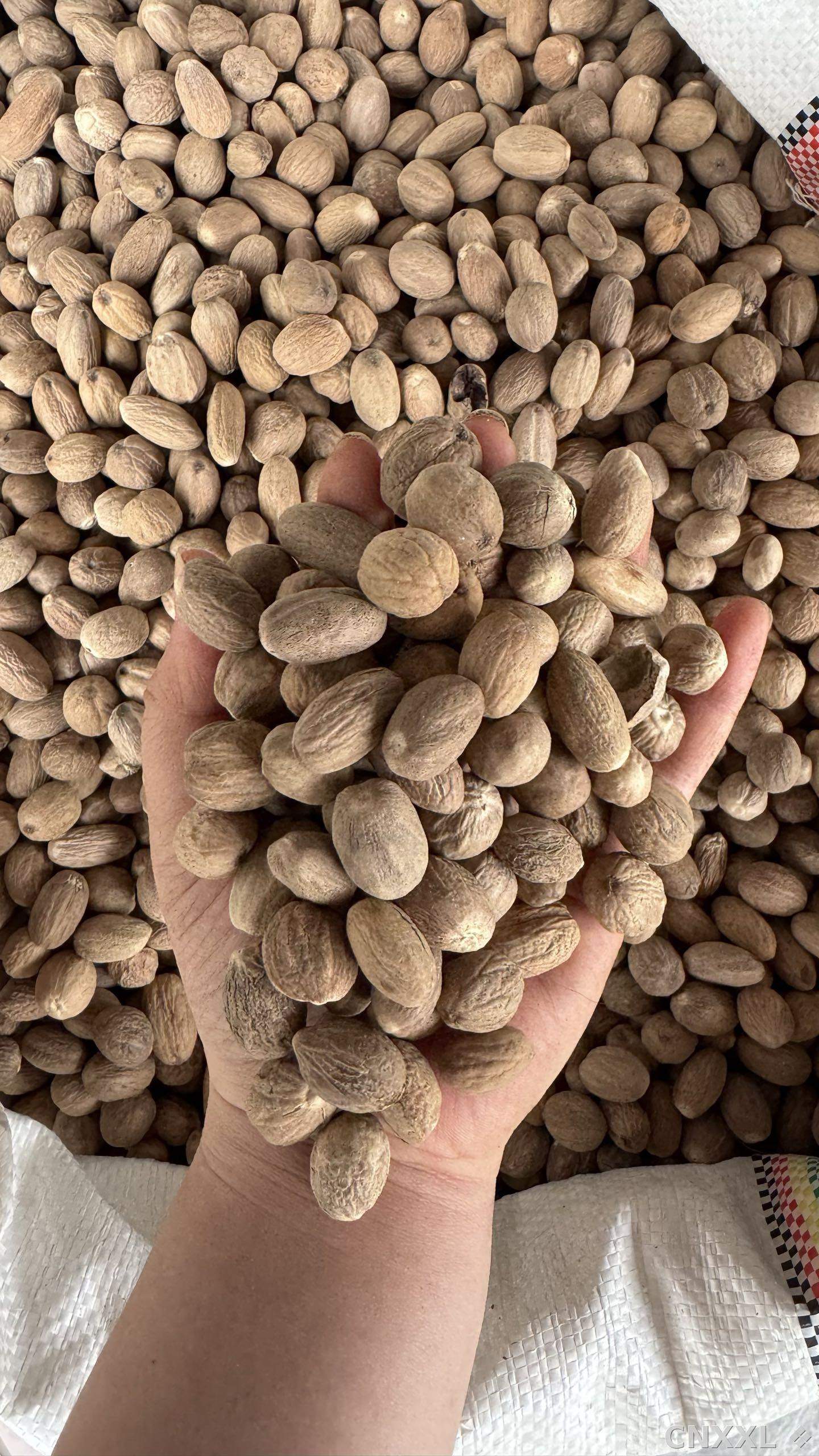 spice_8_2c07b09e_1.jpg