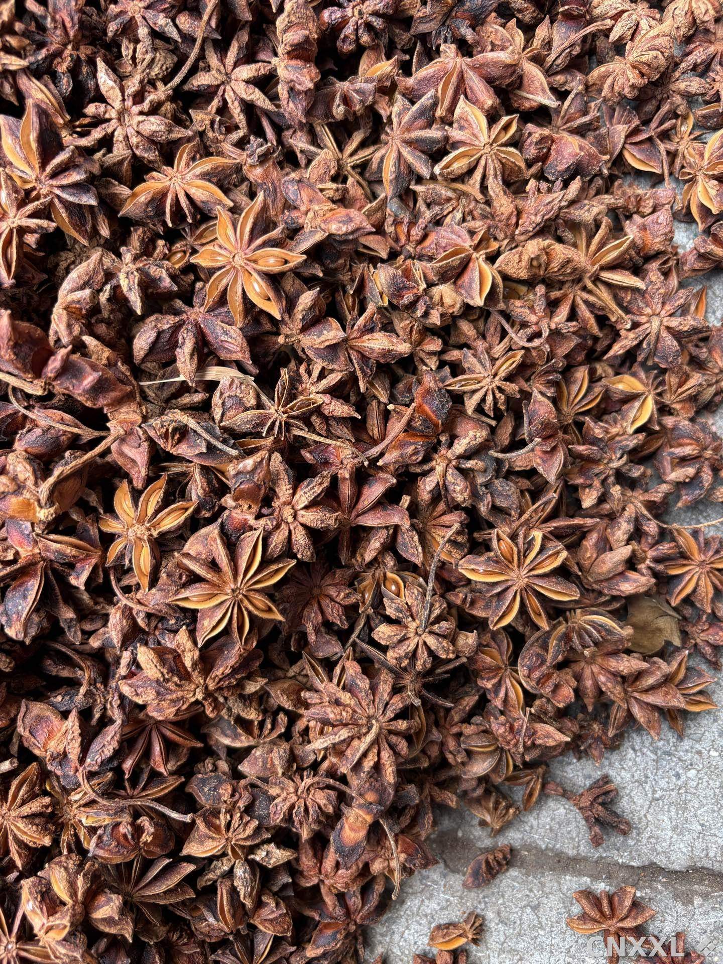 spice_9030_c1d0df97_3.jpg