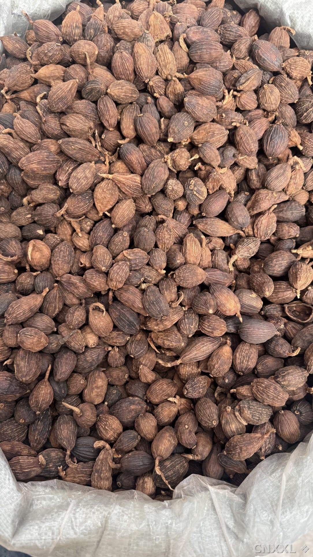 spice_9091_f79a232c_3.jpg