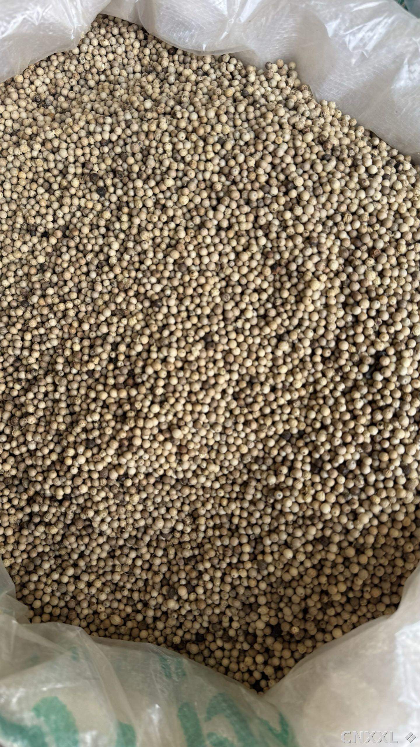 spice_9149_16d3c8f4_3.jpg