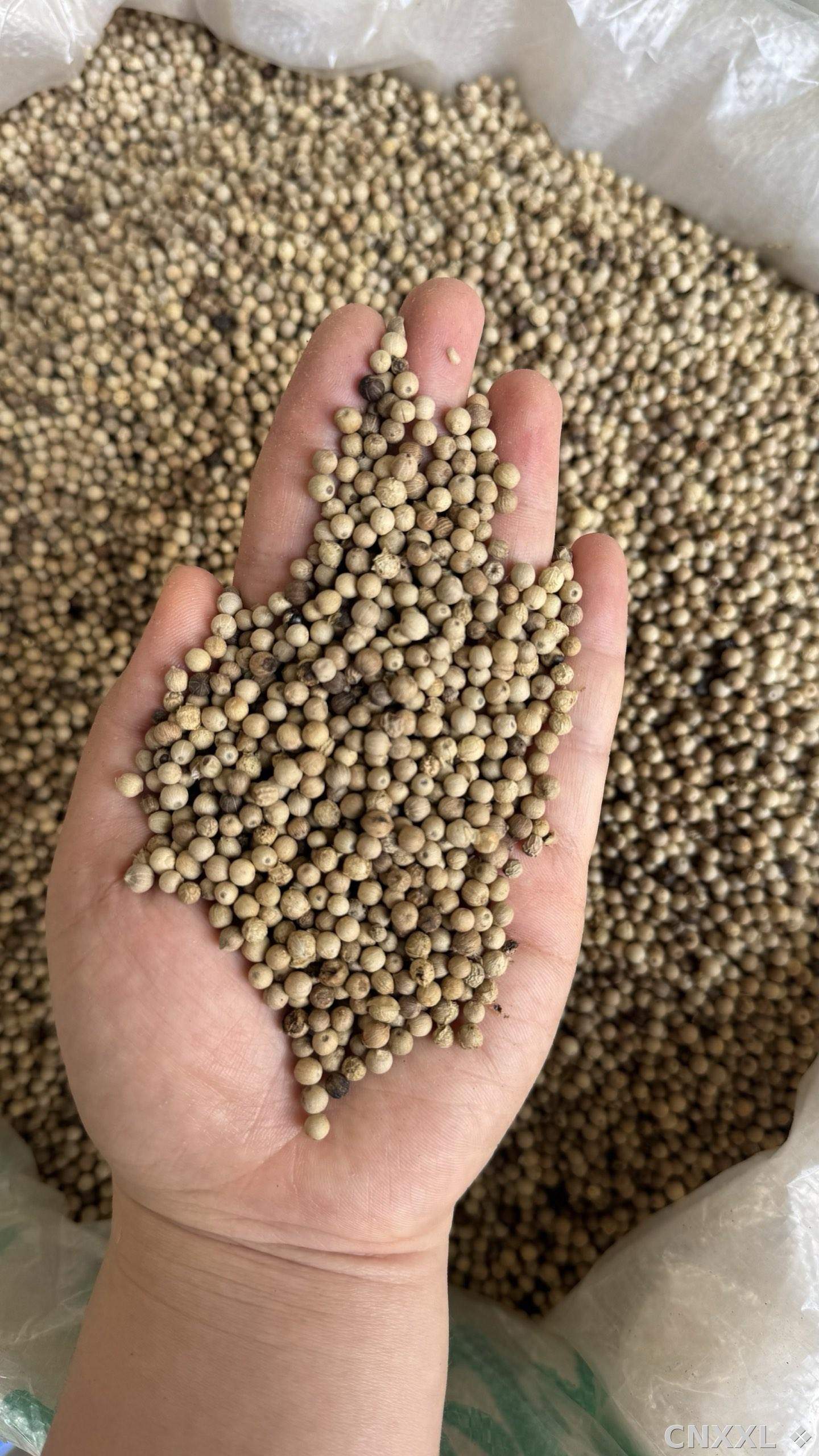 spice_9149_cbea417e_1.jpg