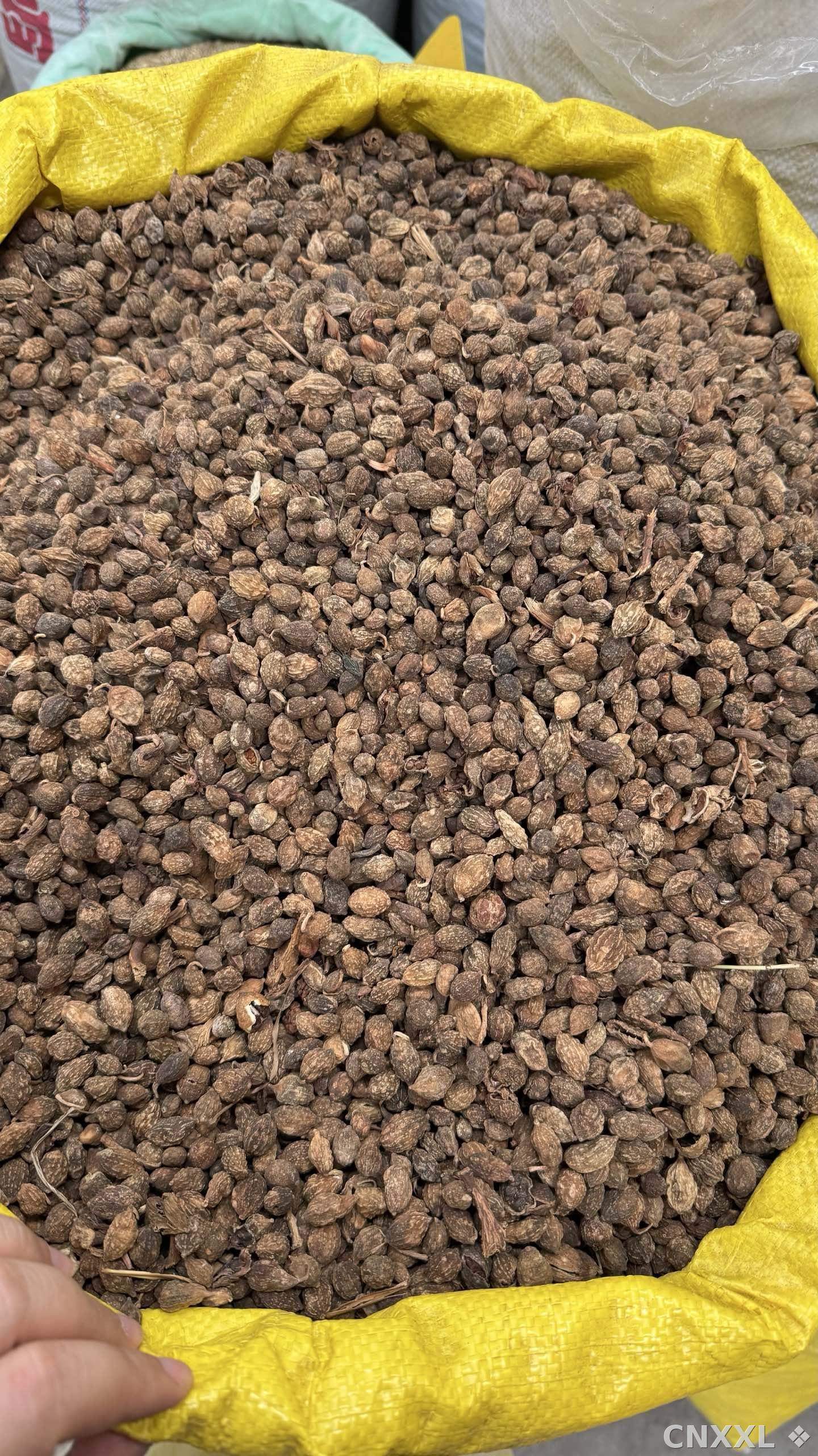 spice_9217_3d0e6ea5_3.jpg