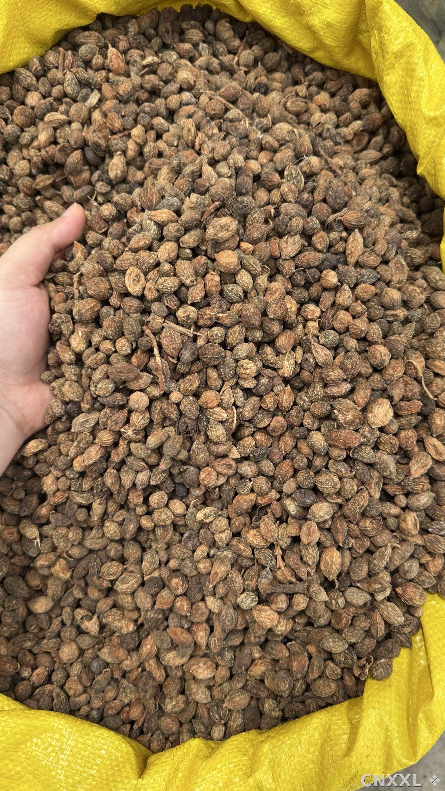 spice_9218_e0edeea5_3.jpg