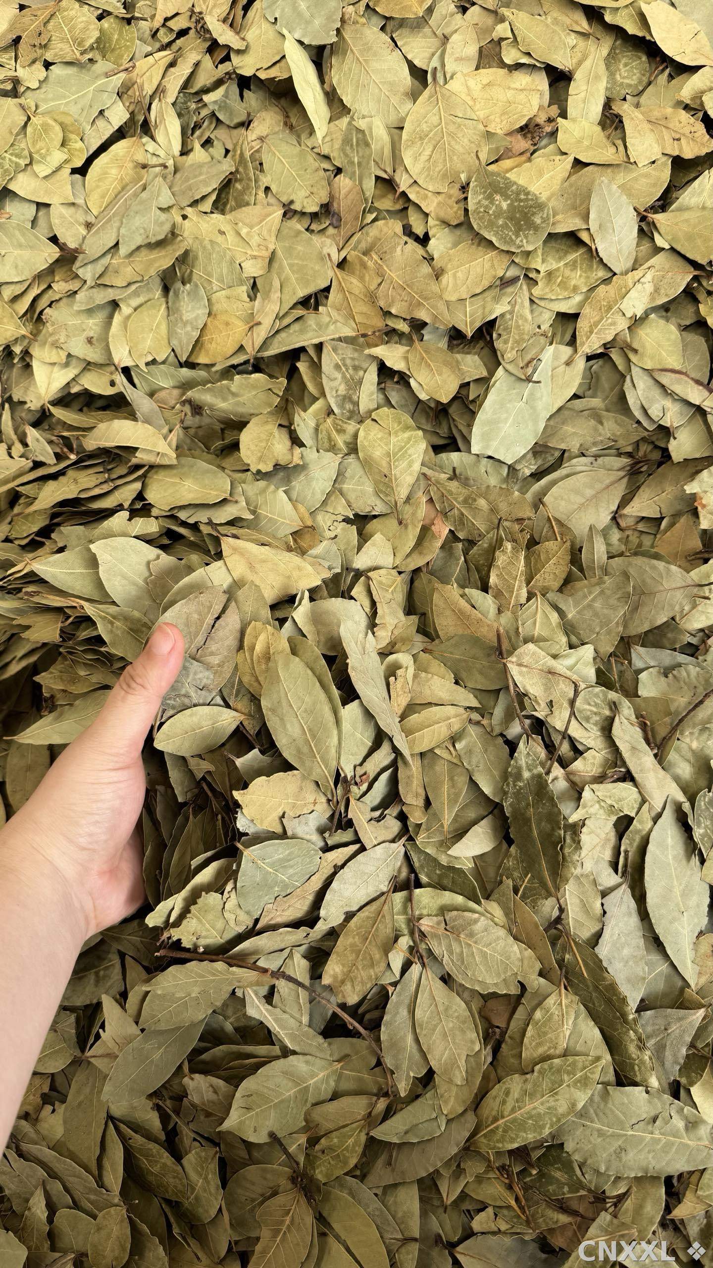 spice_9310_8b33174e_3.jpg