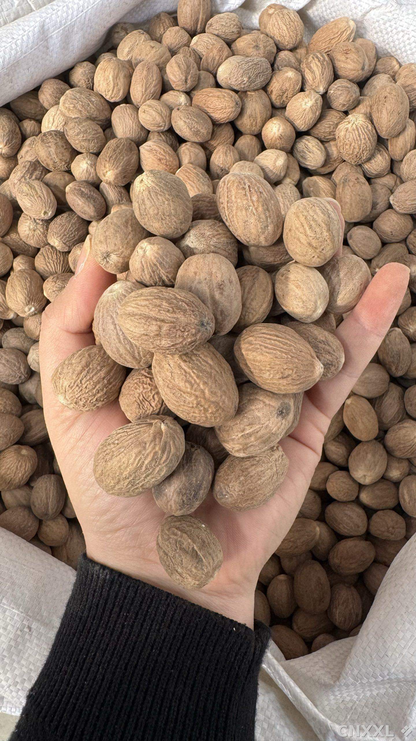 spice_9493_1e6dd02c_1.jpg