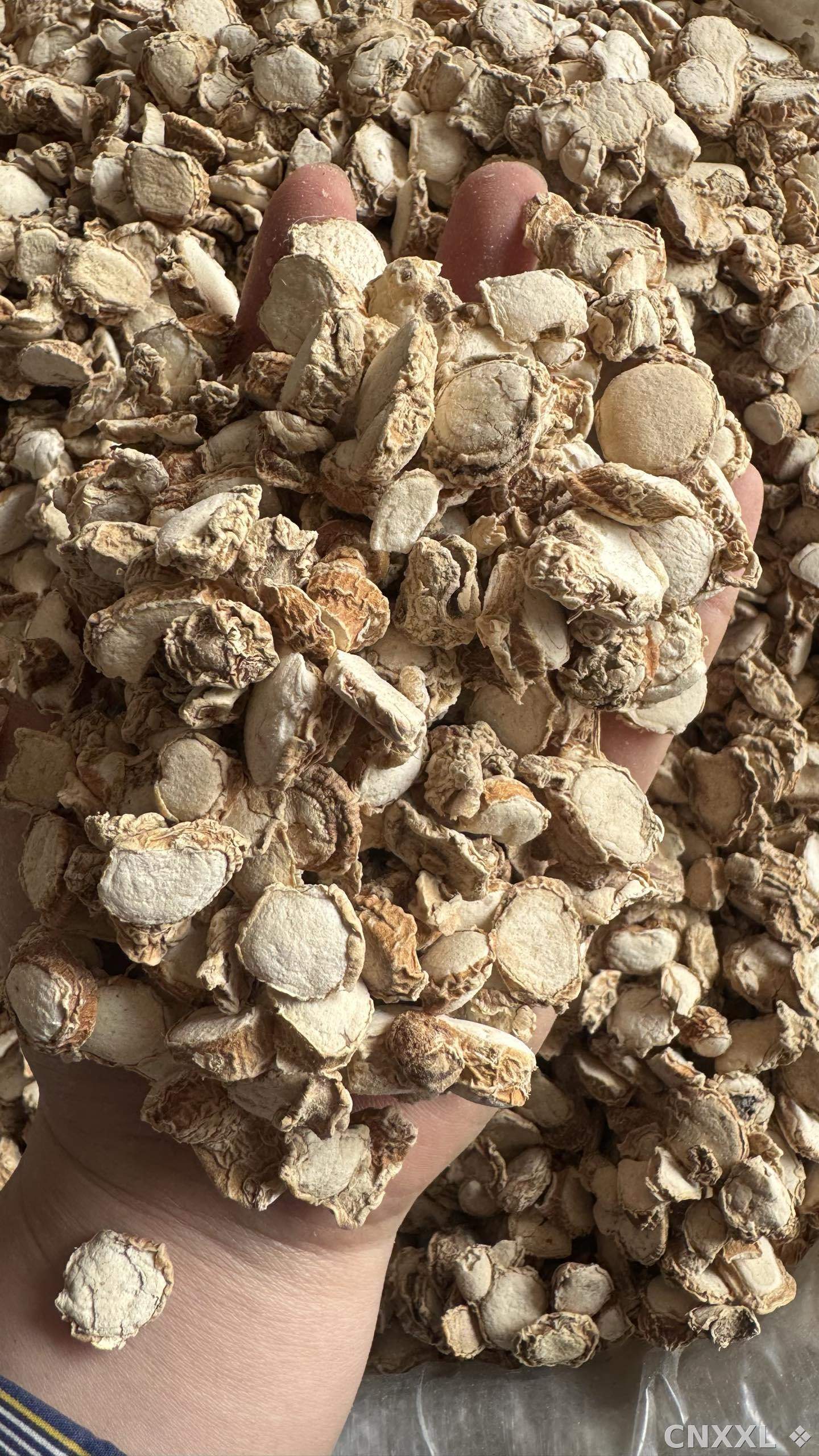 spice_9501_3909ea4e_1.jpg