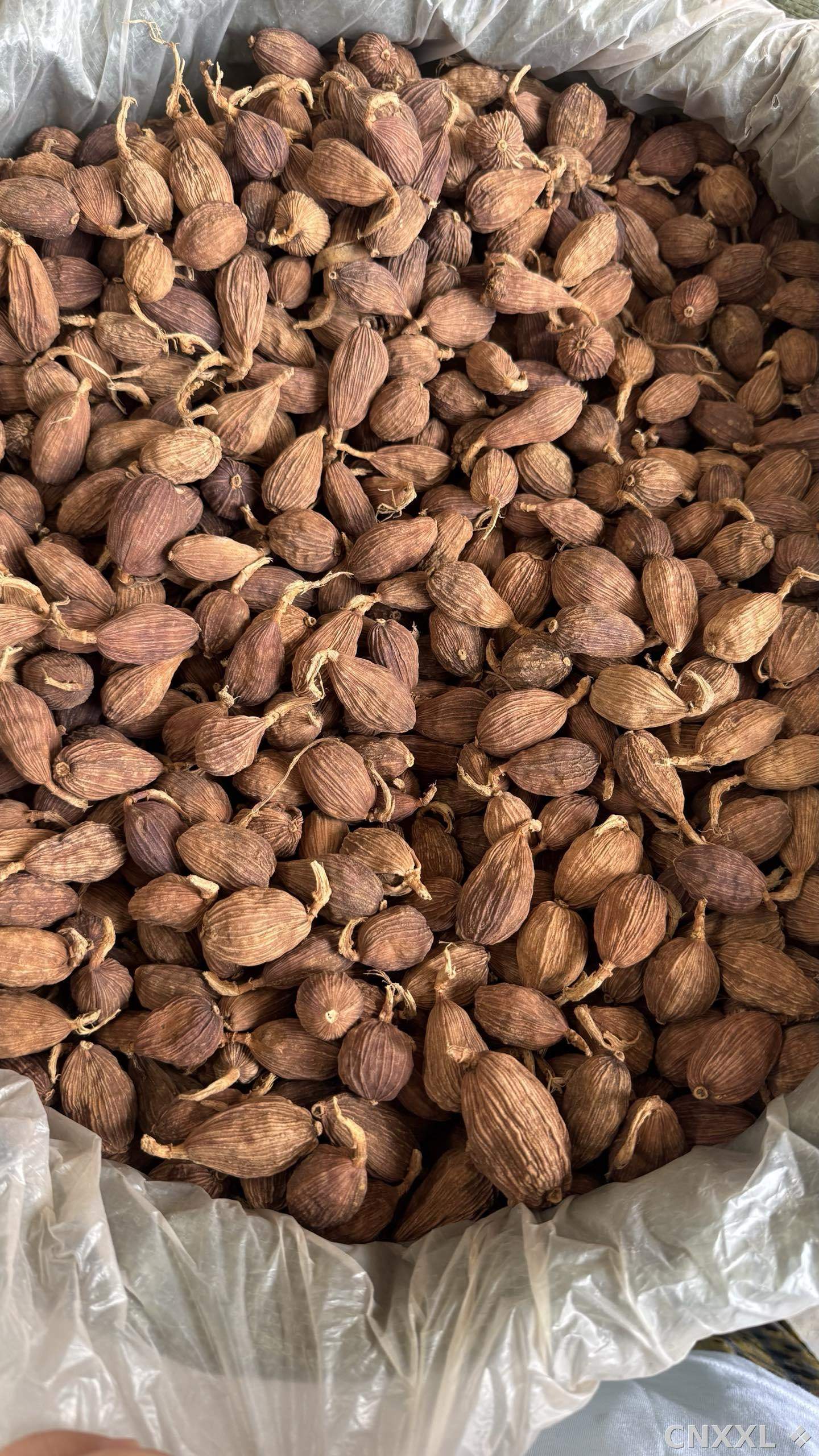 spice_9528_f5c61bb6_3.jpg