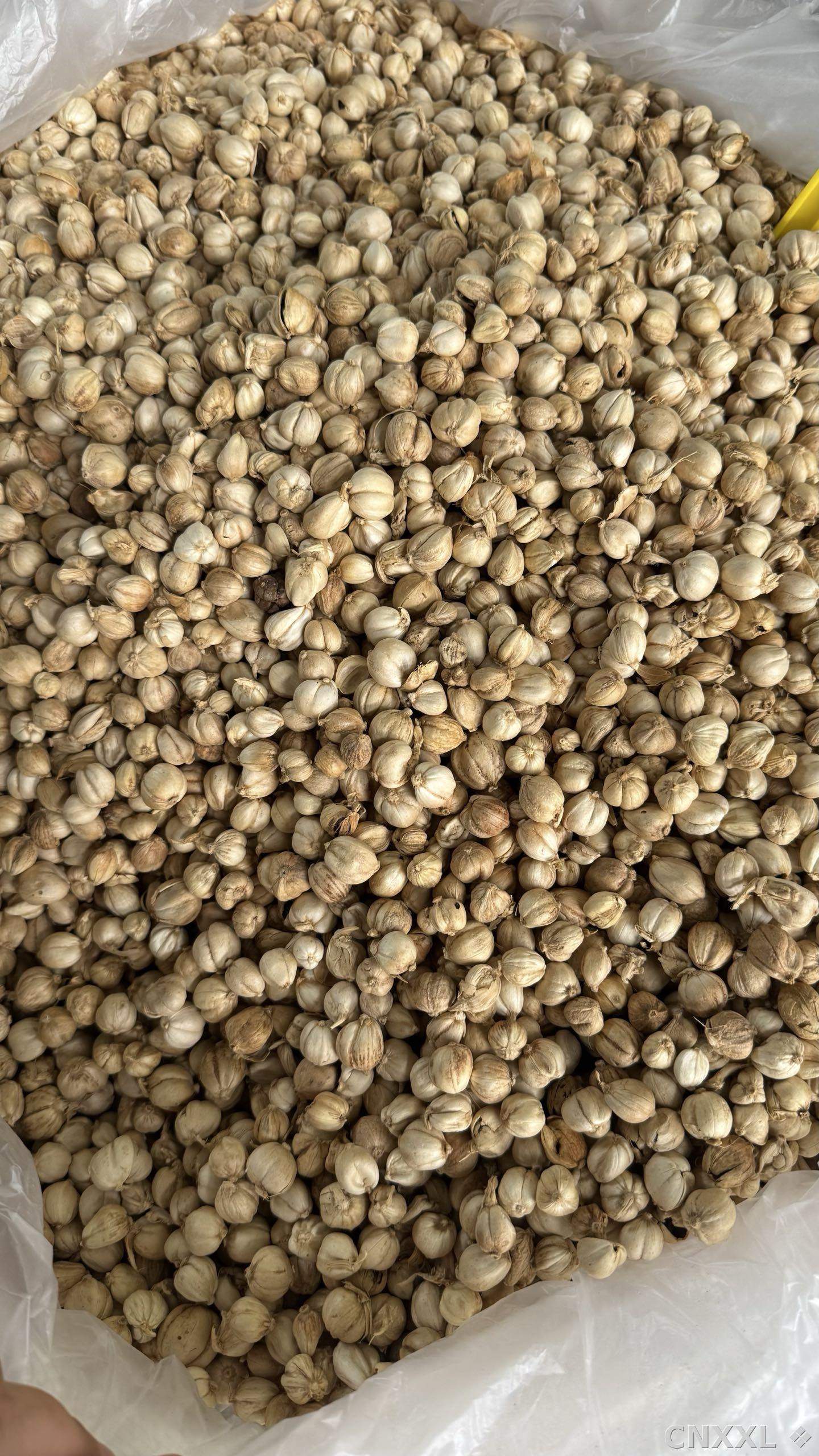 spice_9531_3fe22e66_3.jpg