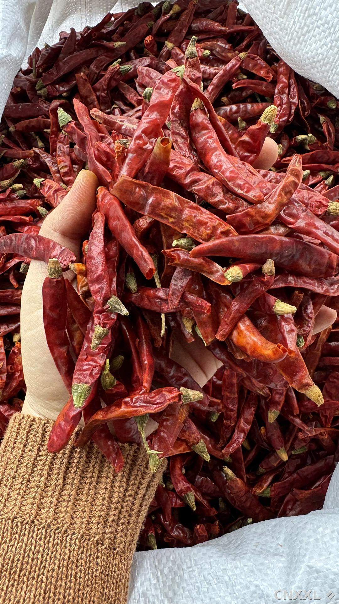 spice_9545_f4006797_2.jpg