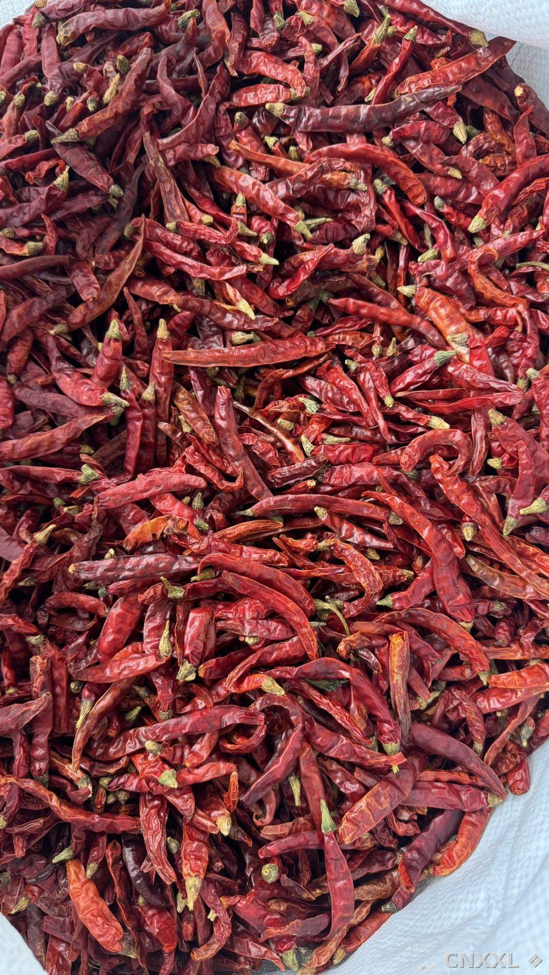 spice_9552_f78004c7_2.jpg